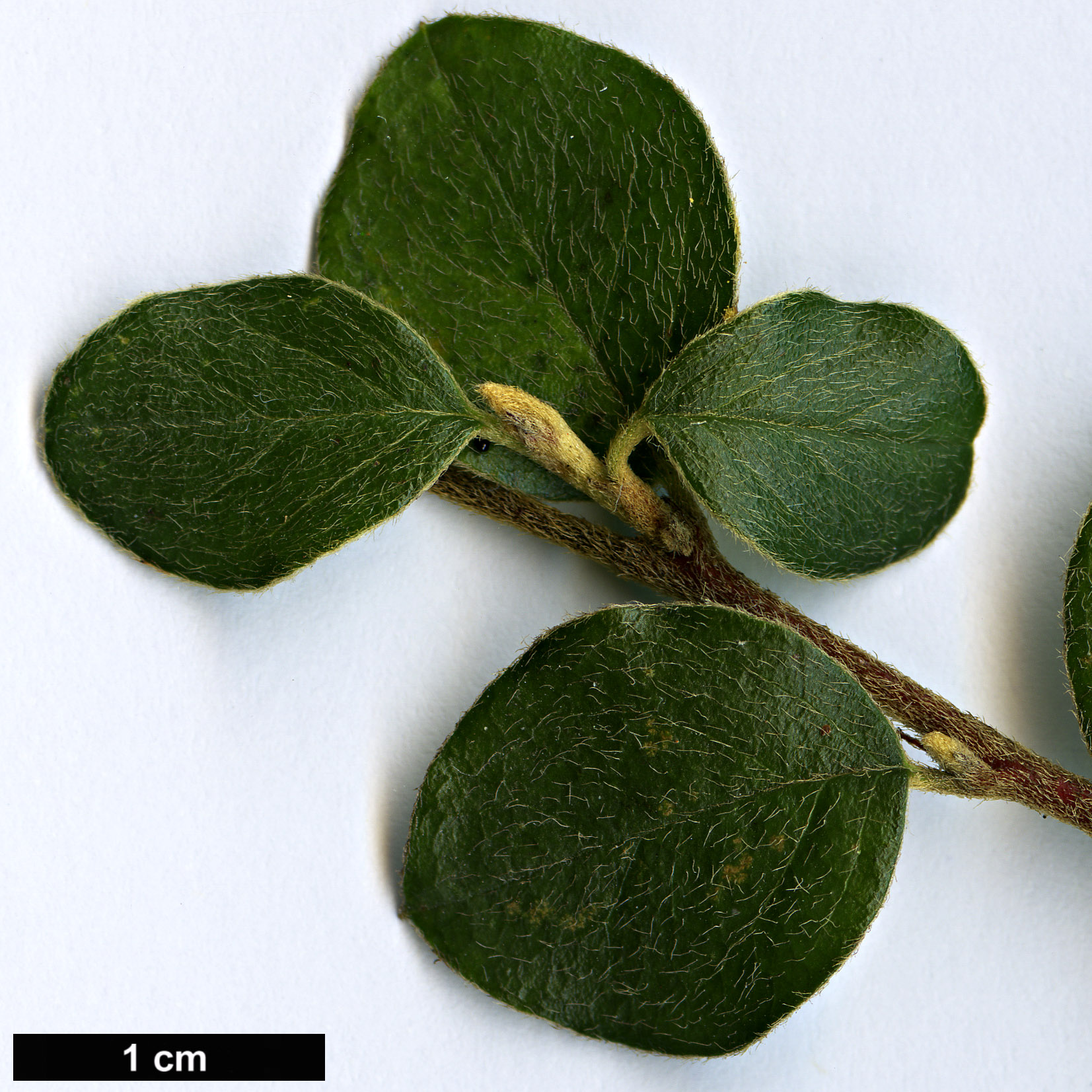 High resolution image: Family: Rosaceae - Genus: Cotoneaster - Taxon: distichus