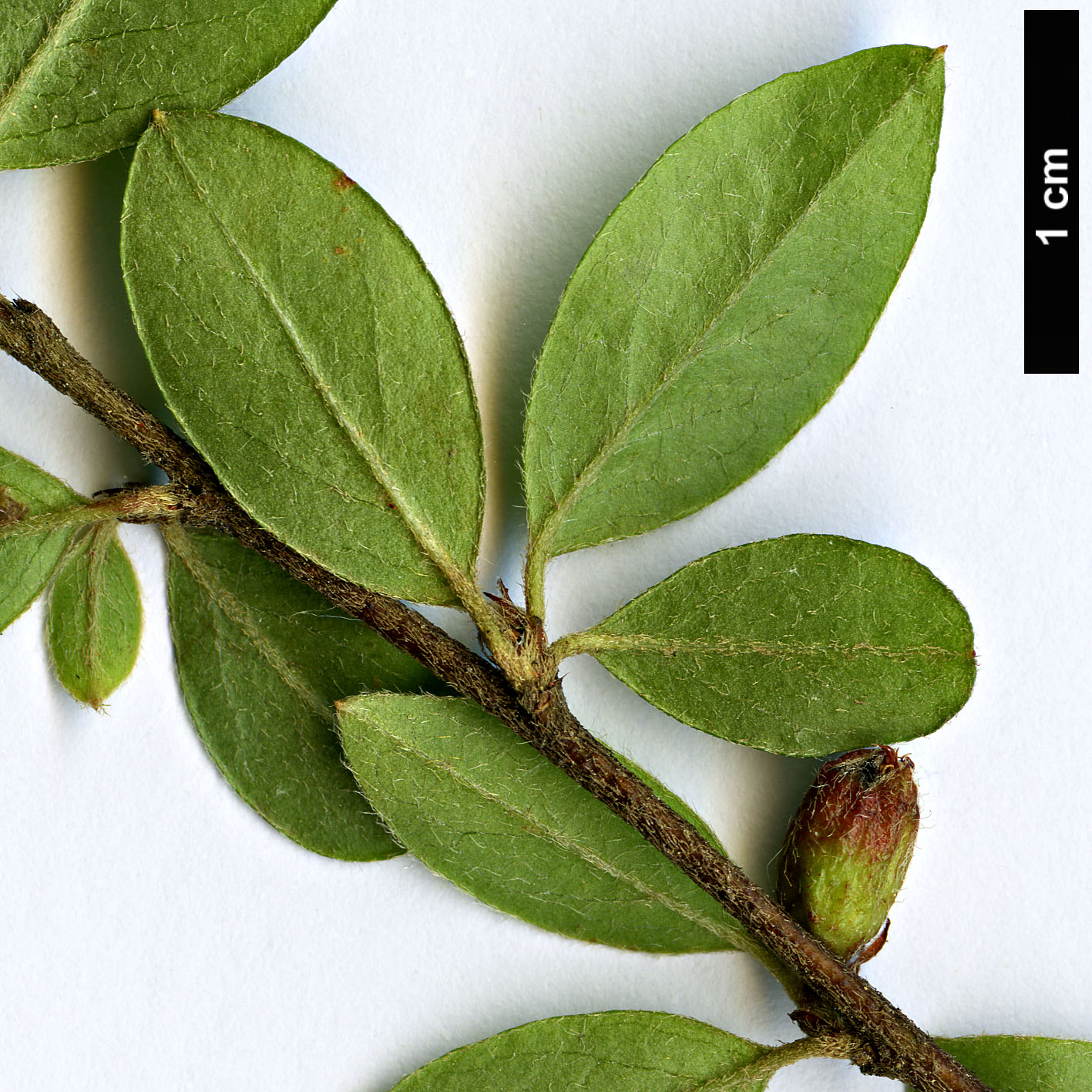 High resolution image: Family: Rosaceae - Genus: Cotoneaster - Taxon: divaricatus