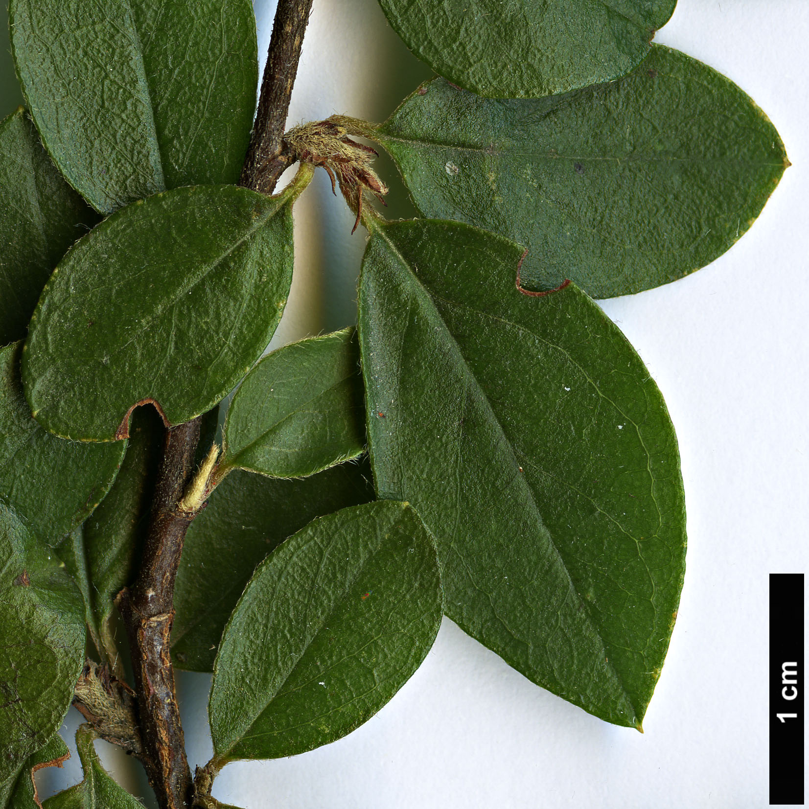 High resolution image: Family: Rosaceae - Genus: Cotoneaster - Taxon: divaricatus