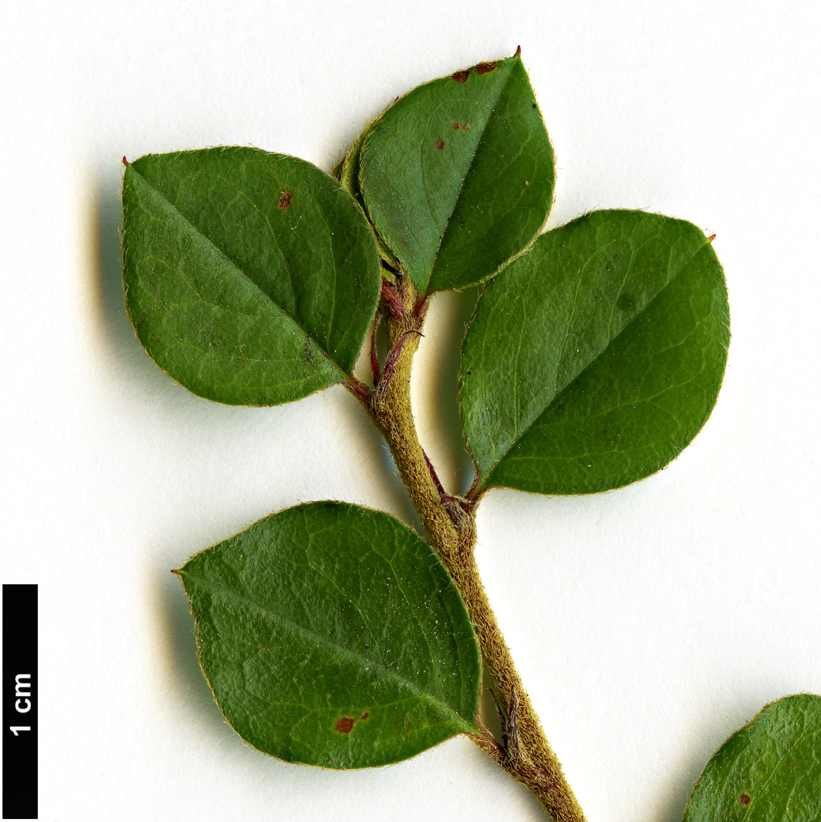 High resolution image: Family: Rosaceae - Genus: Cotoneaster - Taxon: duthieanus