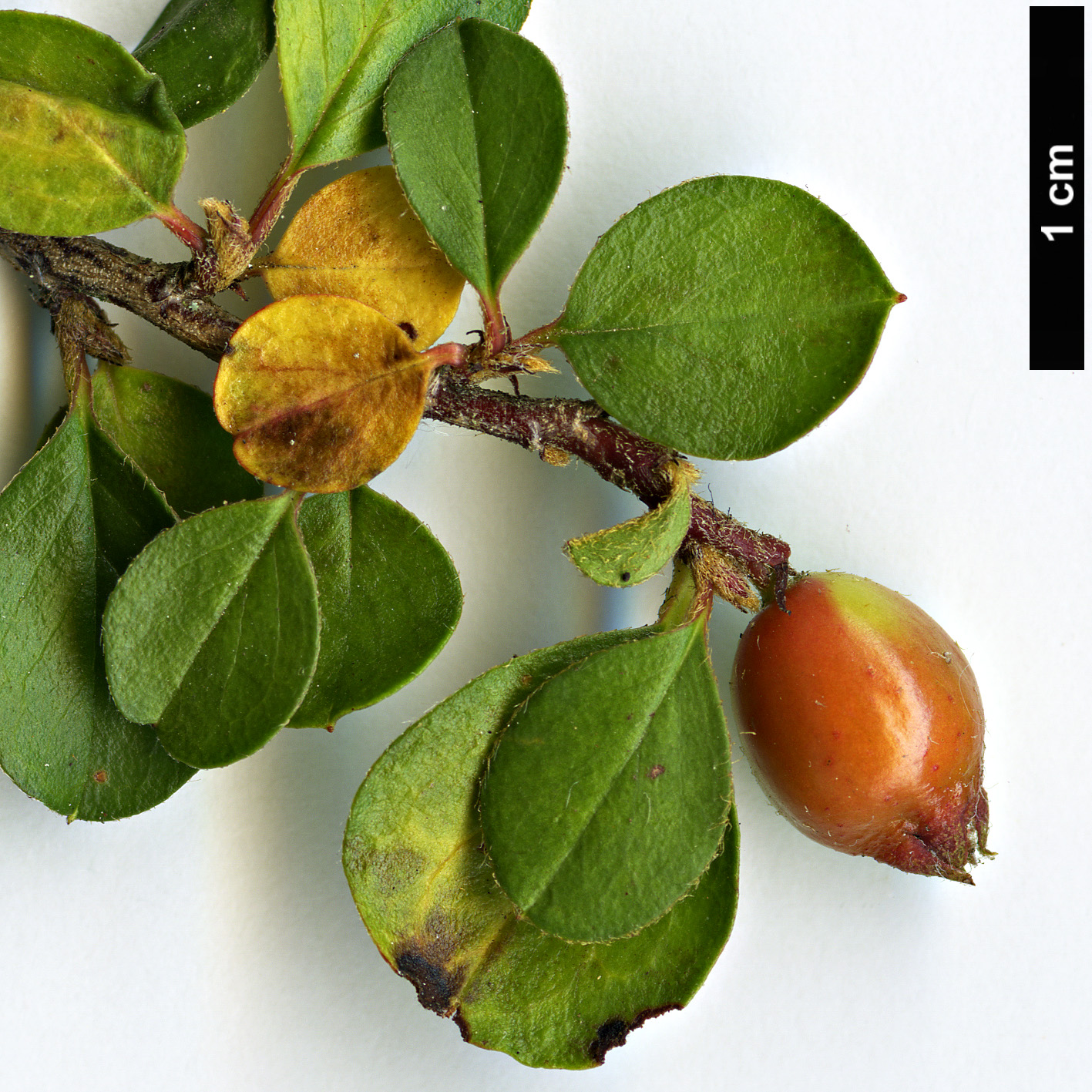High resolution image: Family: Rosaceae - Genus: Cotoneaster - Taxon: duthieanus