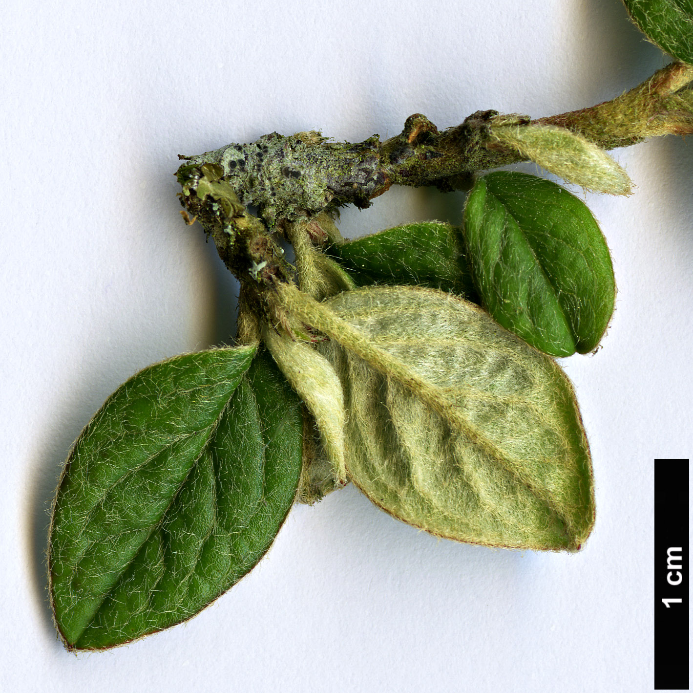 High resolution image: Family: Rosaceae - Genus: Cotoneaster - Taxon: elegans