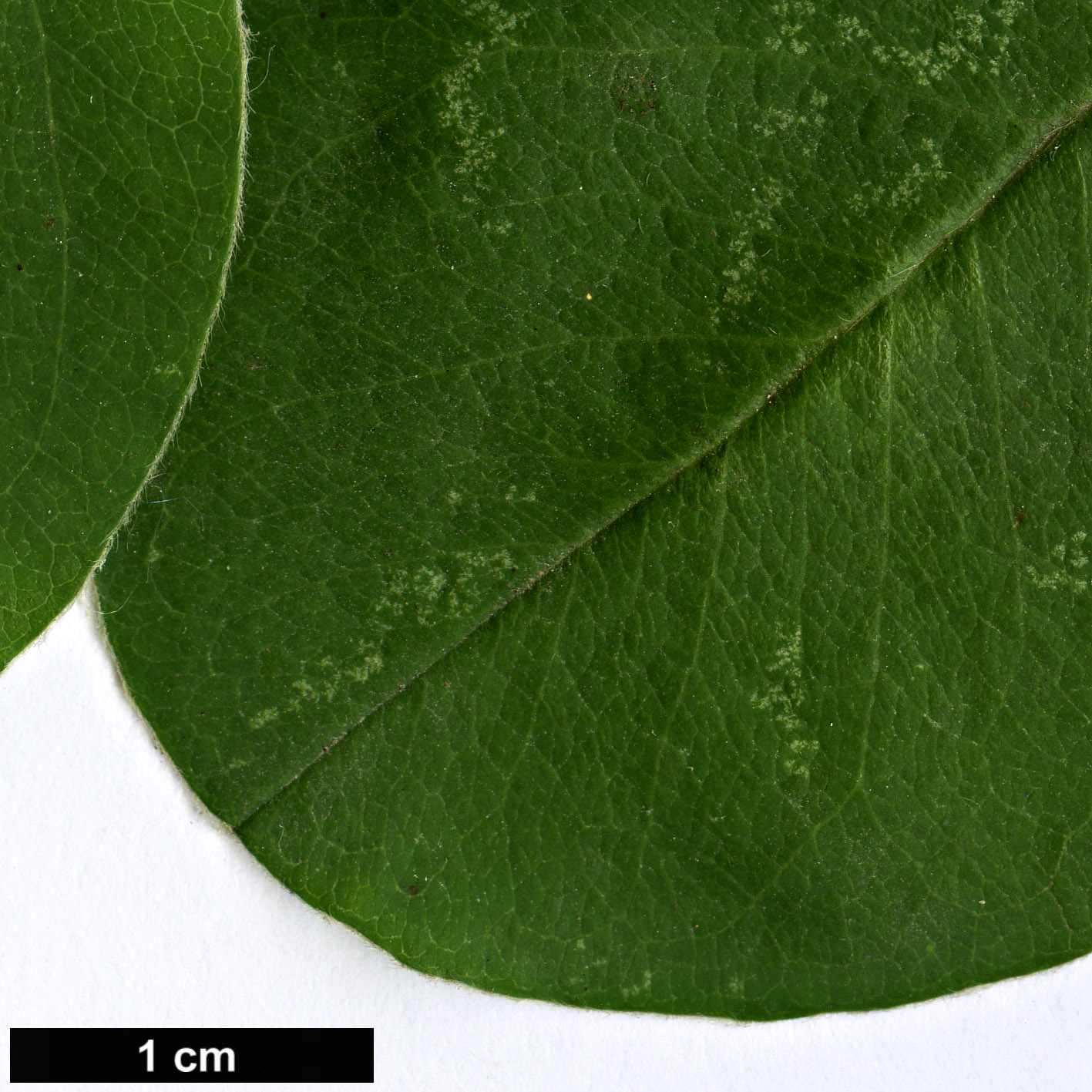 High resolution image: Family: Rosaceae - Genus: Cotoneaster - Taxon: ellipticus