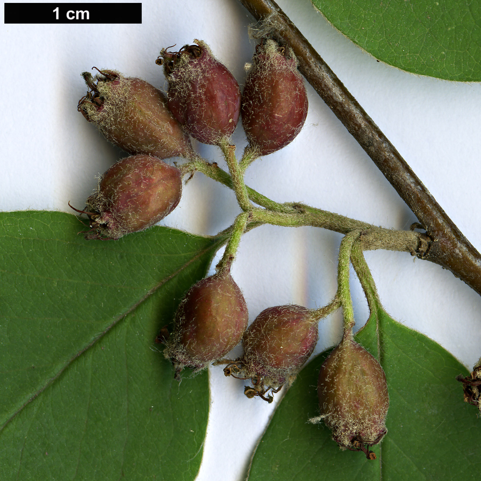 High resolution image: Family: Rosaceae - Genus: Cotoneaster - Taxon: ellipticus
