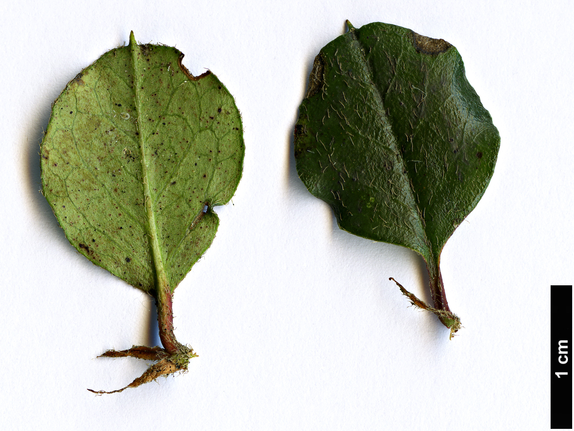 High resolution image: Family: Rosaceae - Genus: Cotoneaster - Taxon: encavei