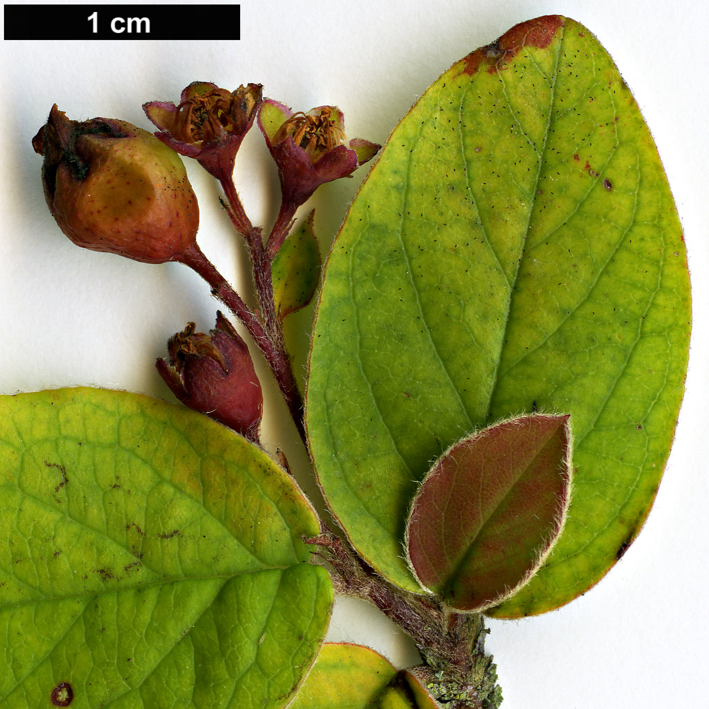 High resolution image: Family: Rosaceae - Genus: Cotoneaster - Taxon: fangianus