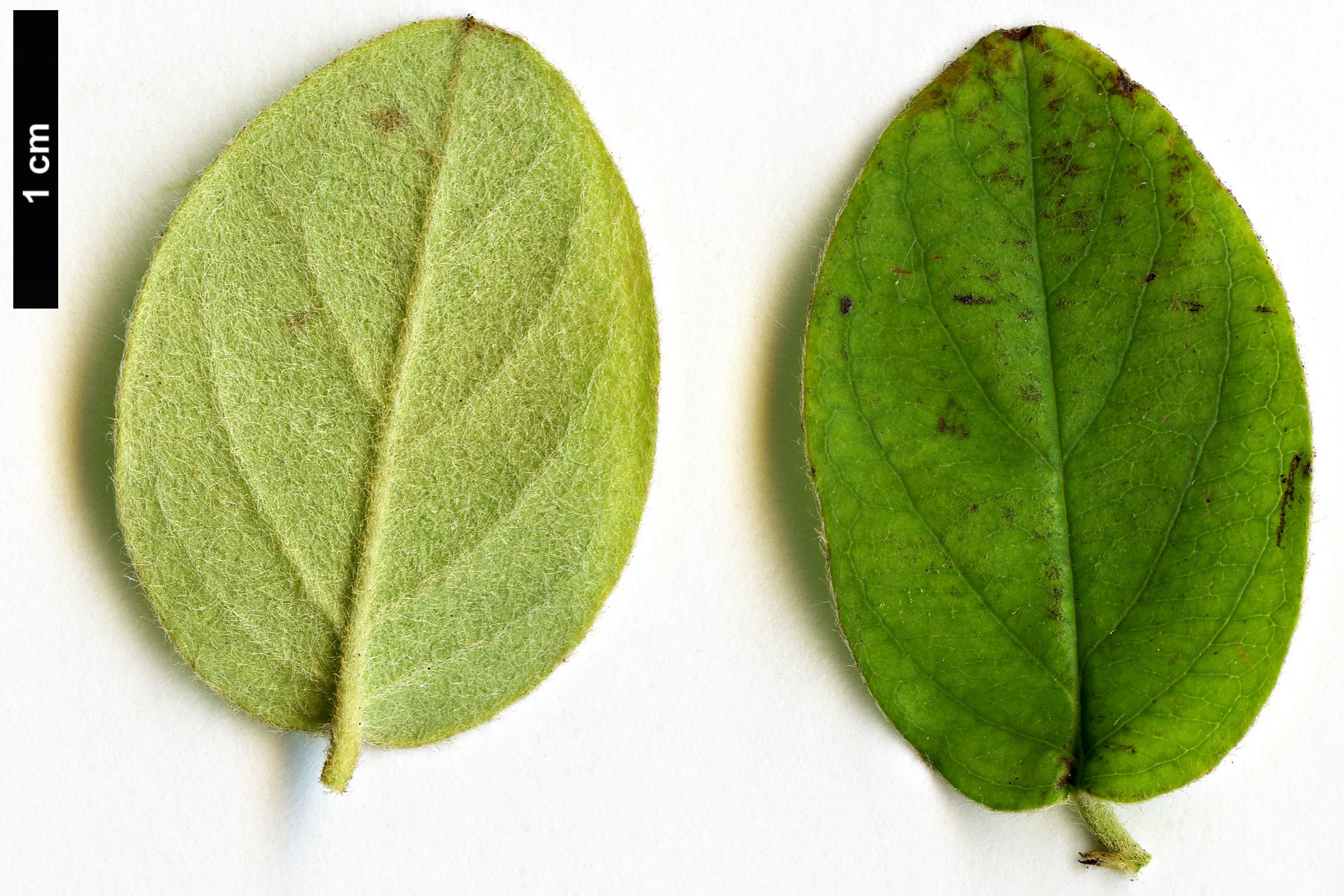 High resolution image: Family: Rosaceae - Genus: Cotoneaster - Taxon: fangianus