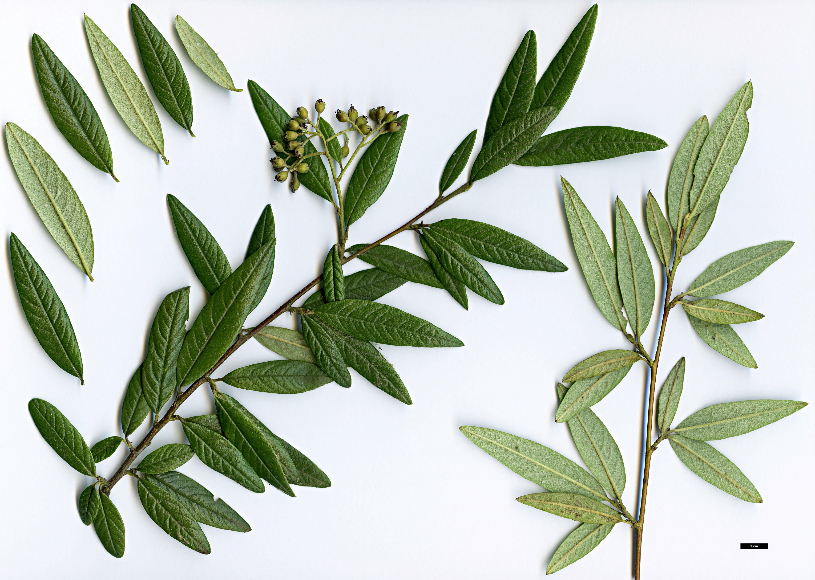 High resolution image: Family: Rosaceae - Genus: Cotoneaster - Taxon: floccosus