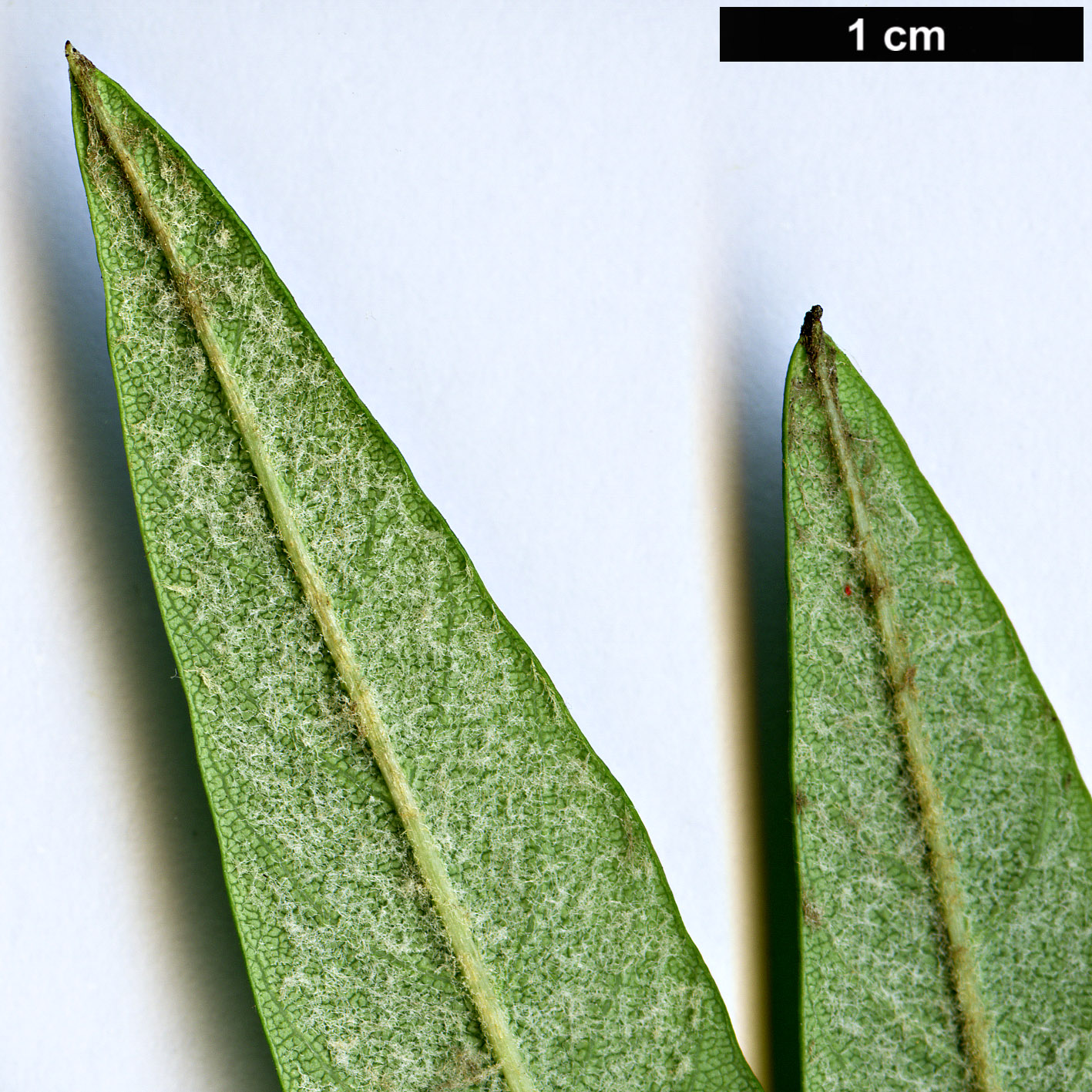 High resolution image: Family: Rosaceae - Genus: Cotoneaster - Taxon: floccosus