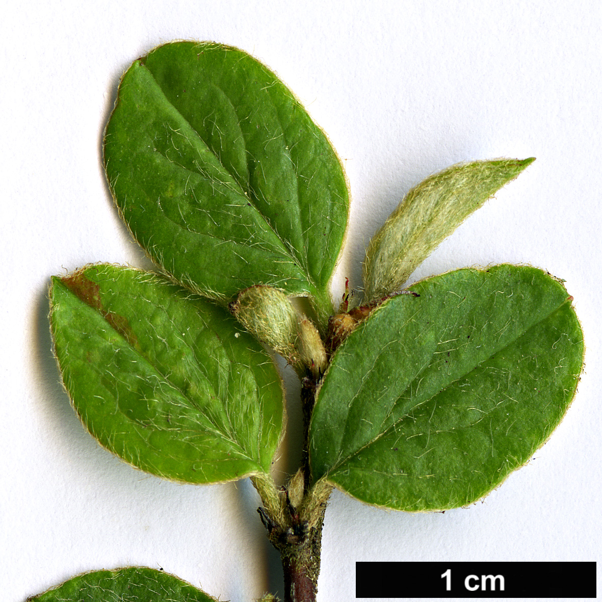 High resolution image: Family: Rosaceae - Genus: Cotoneaster - Taxon: floridus