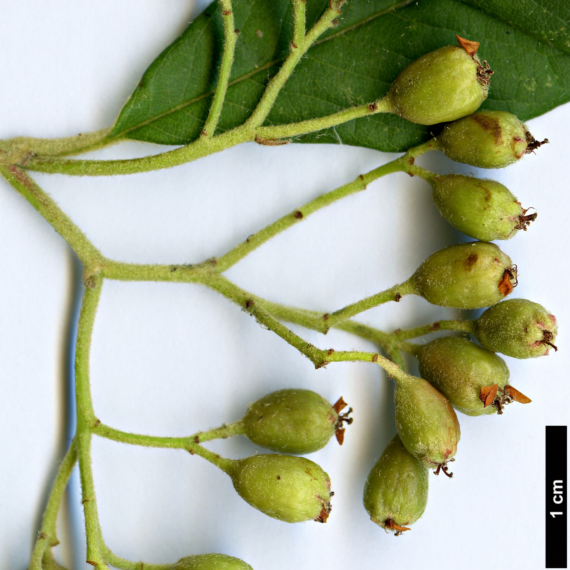 High resolution image: Family: Rosaceae - Genus: Cotoneaster - Taxon: frigidus