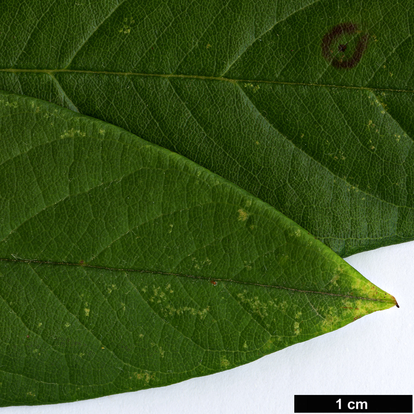 High resolution image: Family: Rosaceae - Genus: Cotoneaster - Taxon: frigidus