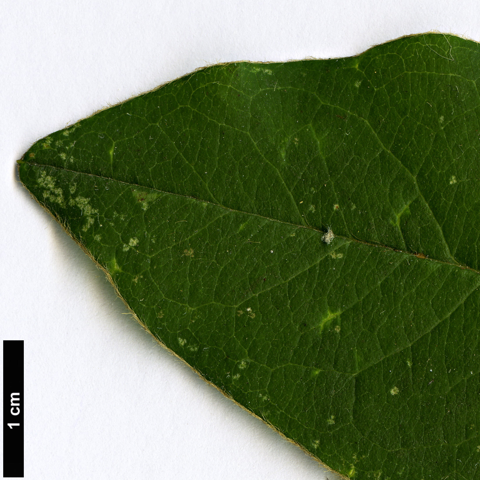 High resolution image: Family: Rosaceae - Genus: Cotoneaster - Taxon: gamblei