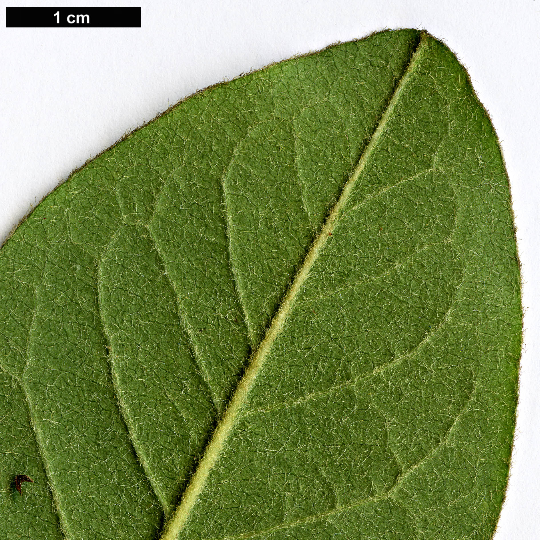 High resolution image: Family: Rosaceae - Genus: Cotoneaster - Taxon: gamblei
