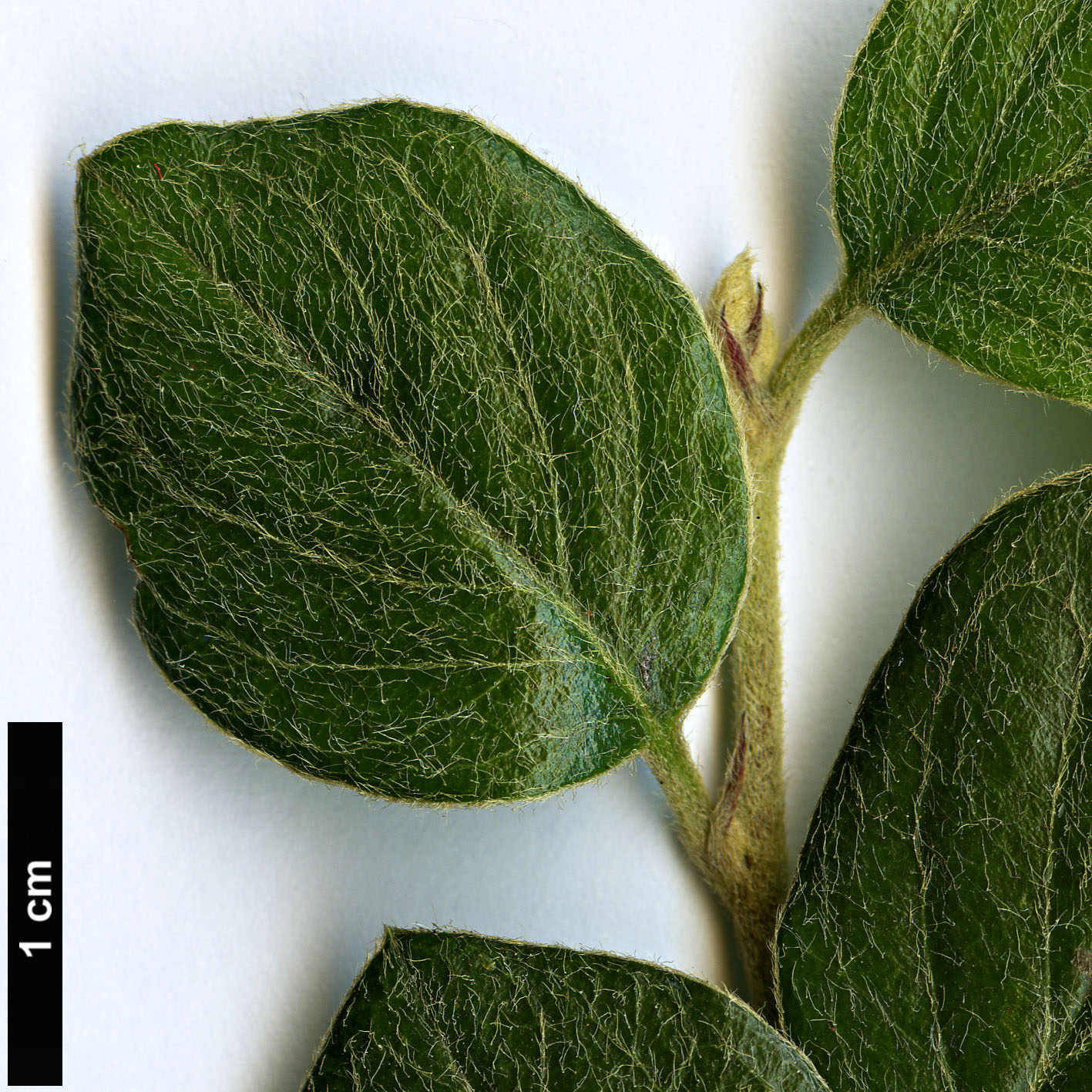 High resolution image: Family: Rosaceae - Genus: Cotoneaster - Taxon: ganghobaensis