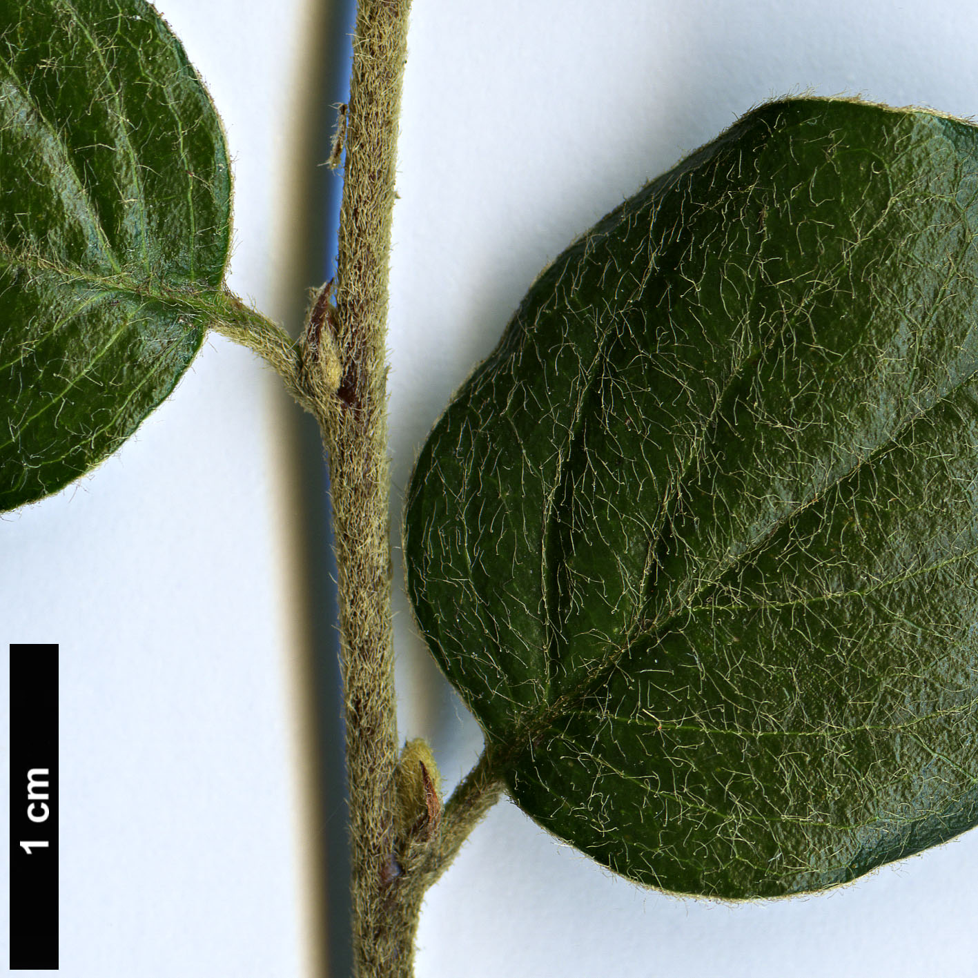 High resolution image: Family: Rosaceae - Genus: Cotoneaster - Taxon: ganghobaensis