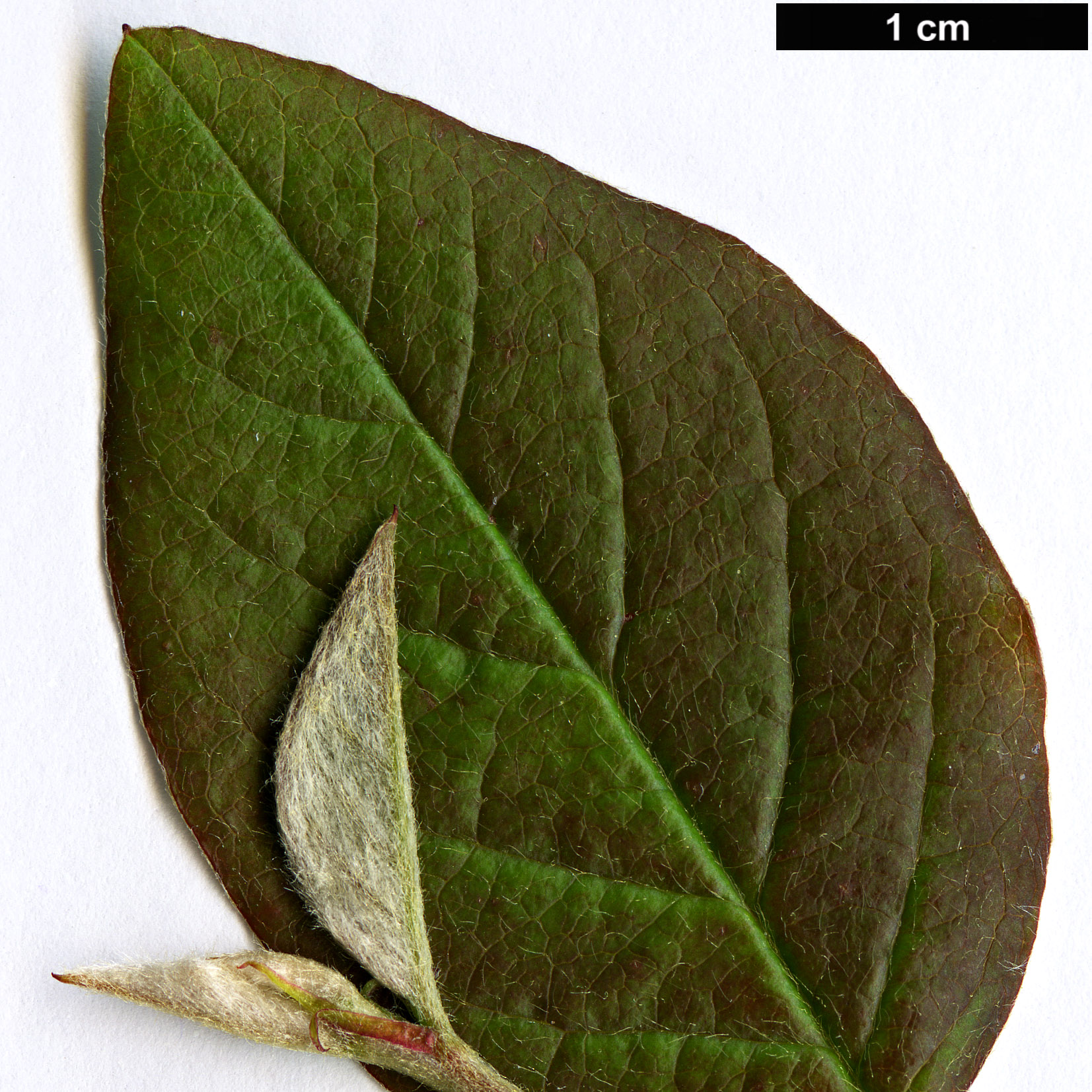 High resolution image: Family: Rosaceae - Genus: Cotoneaster - Taxon: genitianus