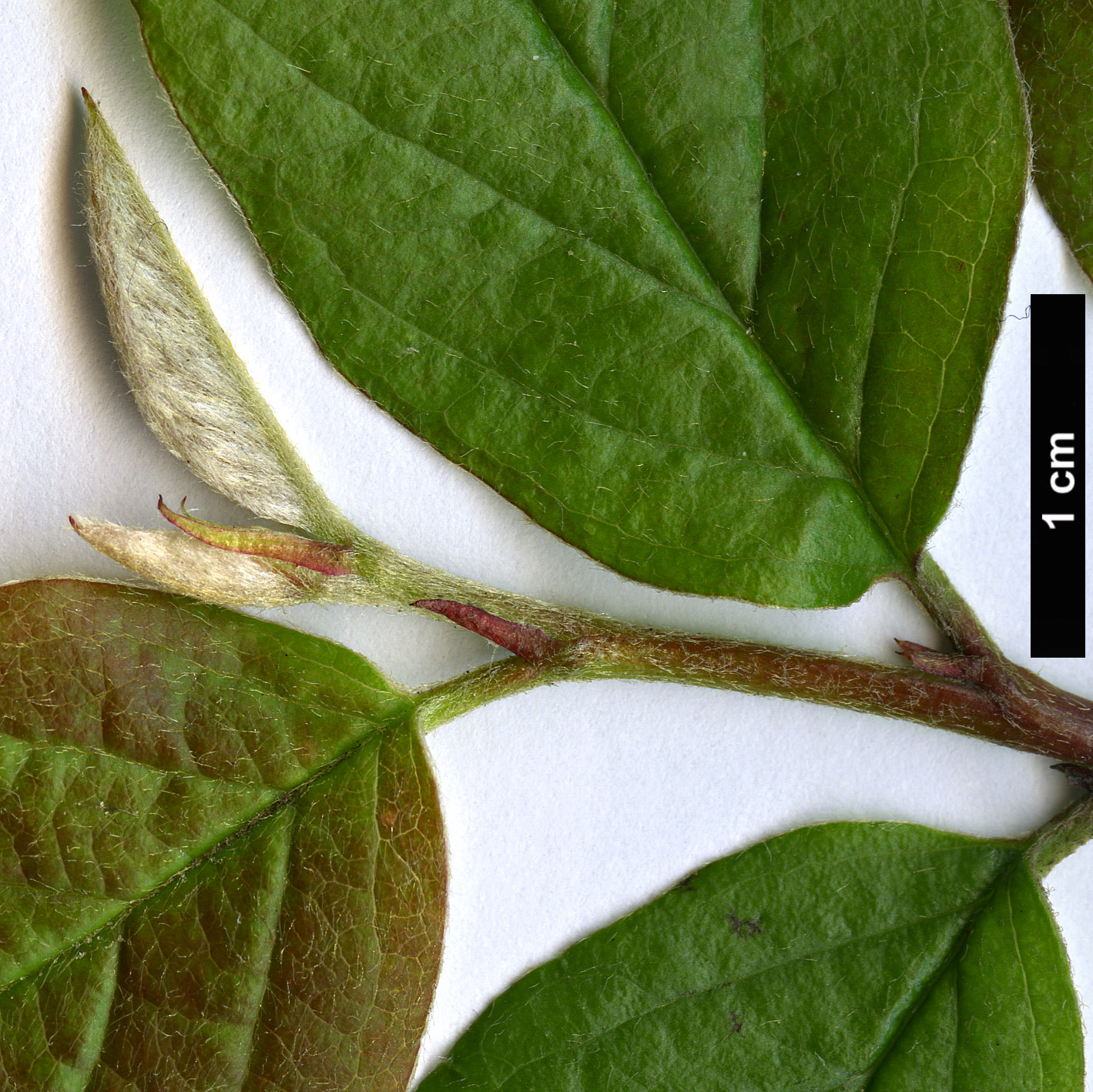 High resolution image: Family: Rosaceae - Genus: Cotoneaster - Taxon: genitianus