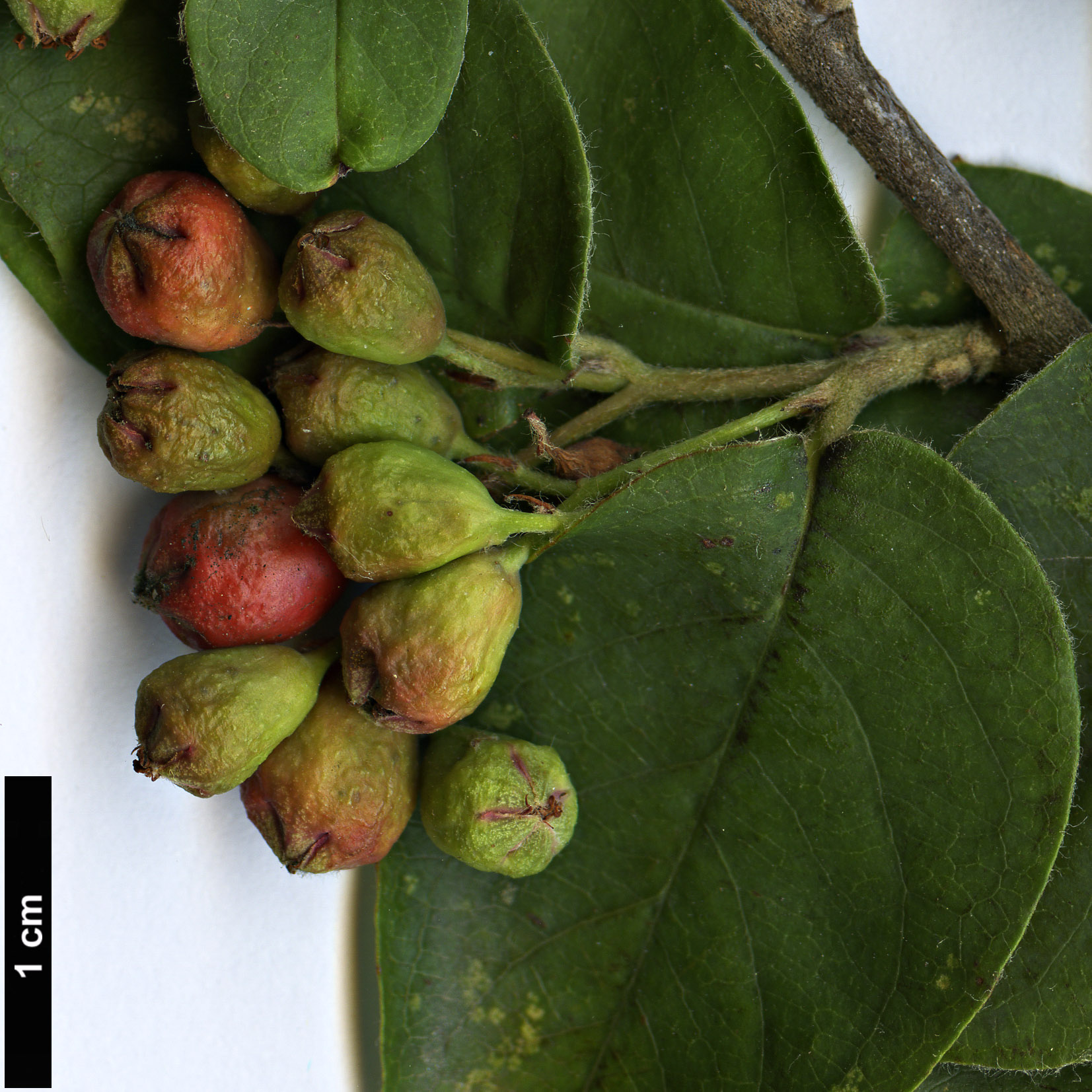 High resolution image: Family: Rosaceae - Genus: Cotoneaster - Taxon: giraldii