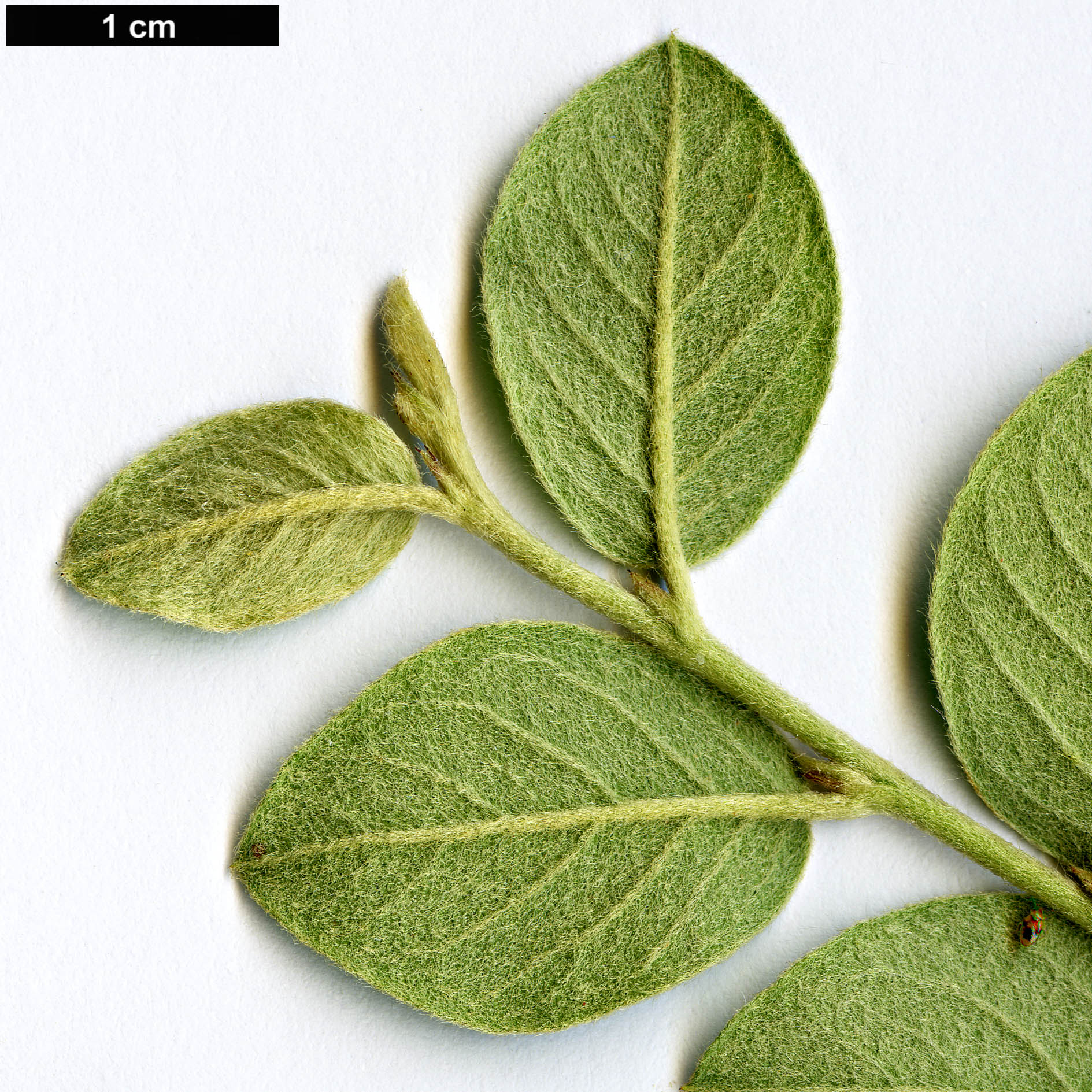 High resolution image: Family: Rosaceae - Genus: Cotoneaster - Taxon: giraldii
