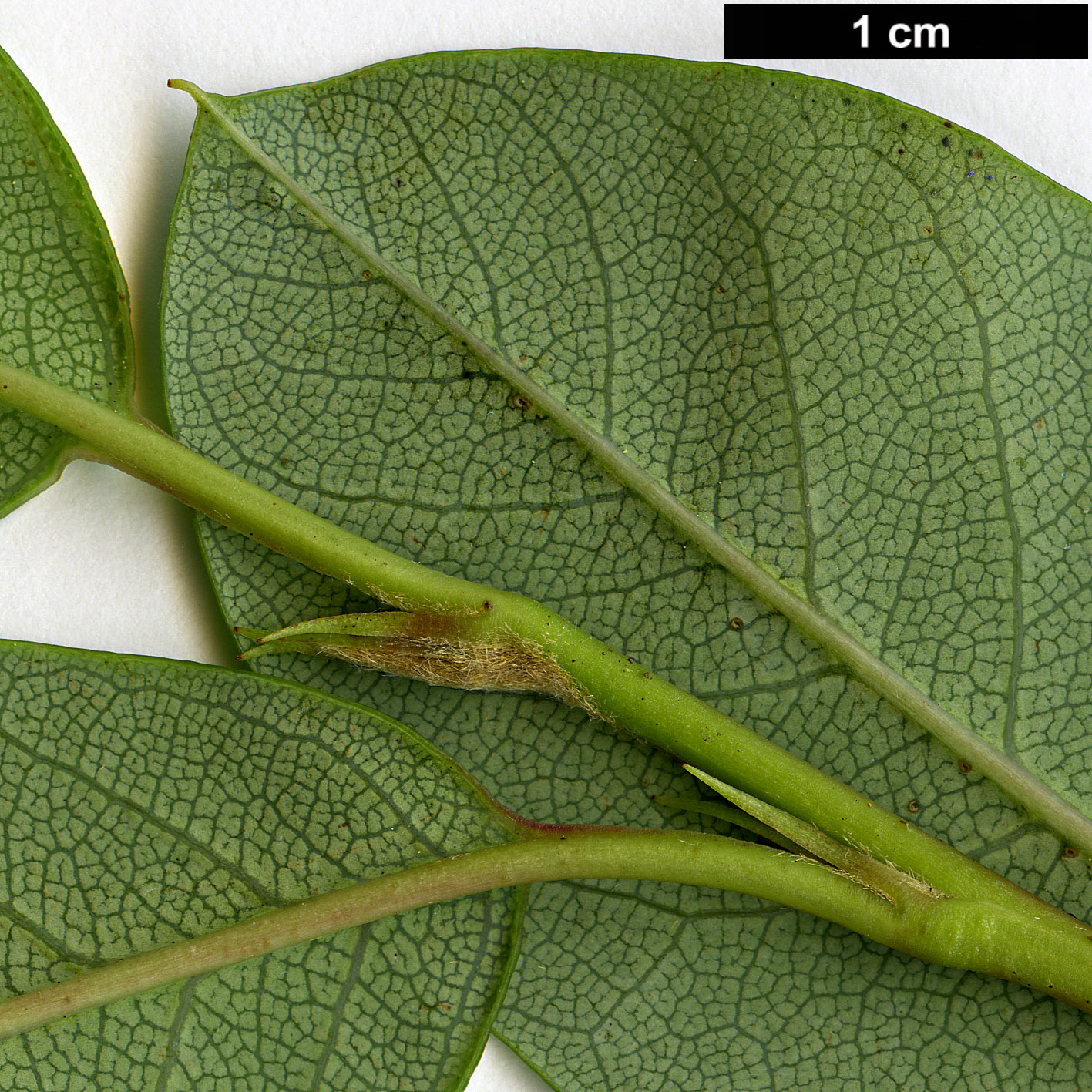 High resolution image: Family: Rosaceae - Genus: Cotoneaster - Taxon: glaucophyllus
