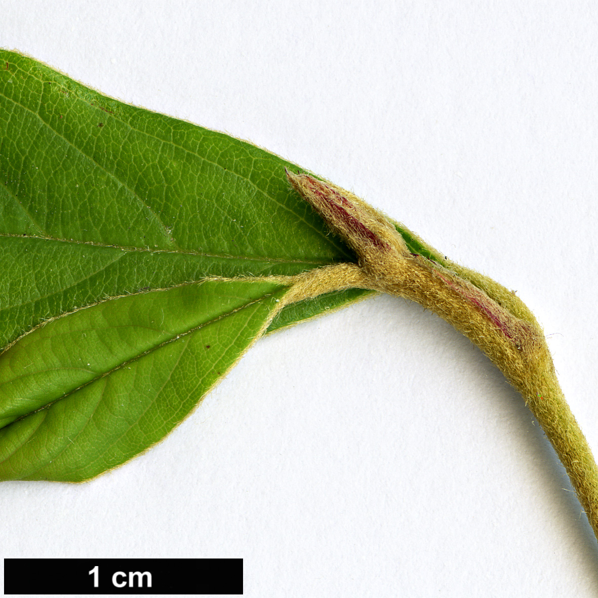 High resolution image: Family: Rosaceae - Genus: Cotoneaster - Taxon: glomerulatus
