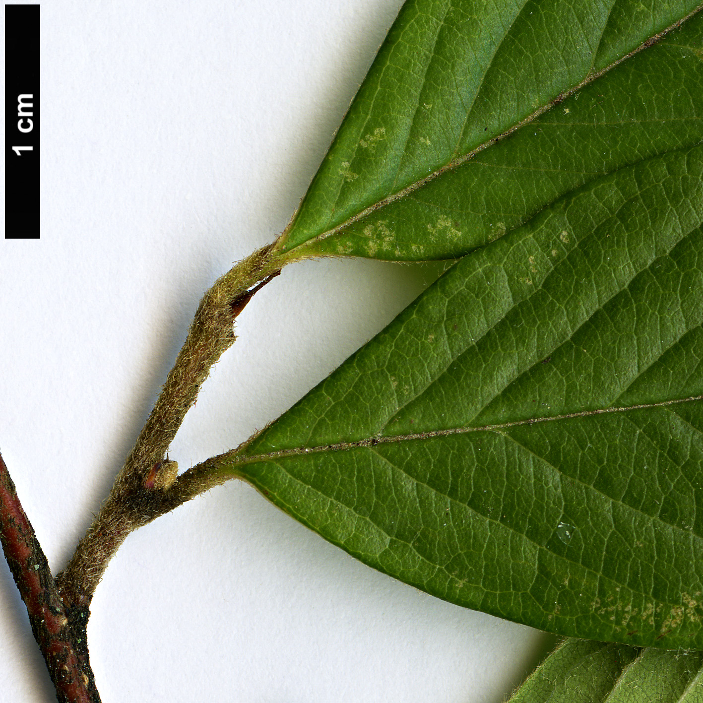 High resolution image: Family: Rosaceae - Genus: Cotoneaster - Taxon: glomerulatus