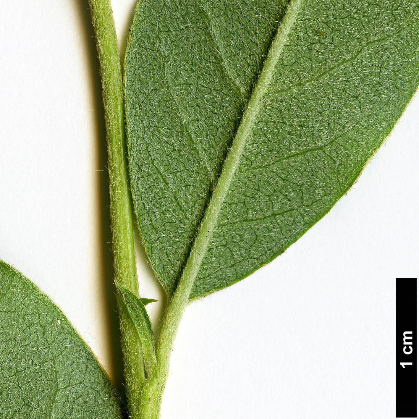 High resolution image: Family: Rosaceae - Genus: Cotoneaster - Taxon: harrowianus