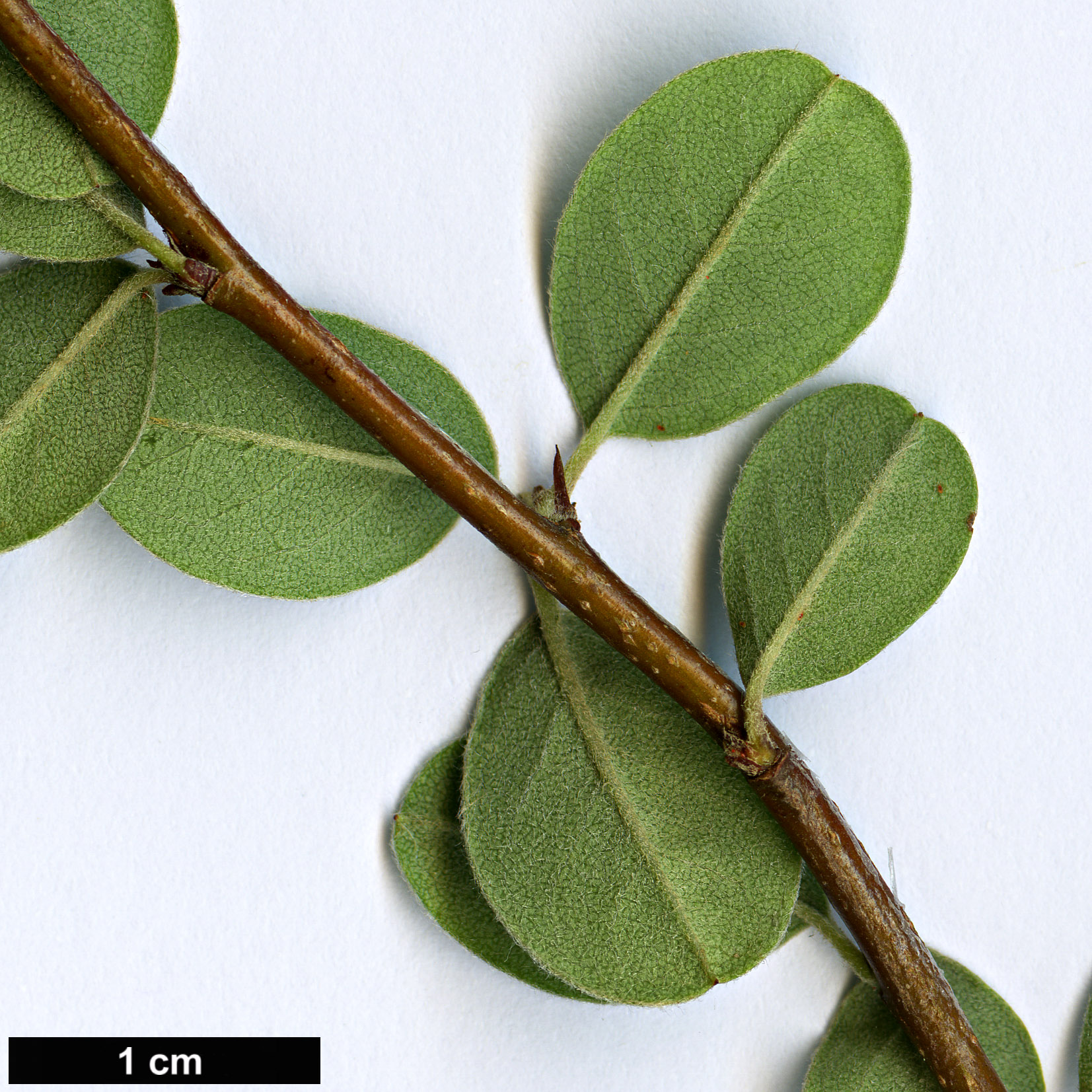 High resolution image: Family: Rosaceae - Genus: Cotoneaster - Taxon: hebephyllus