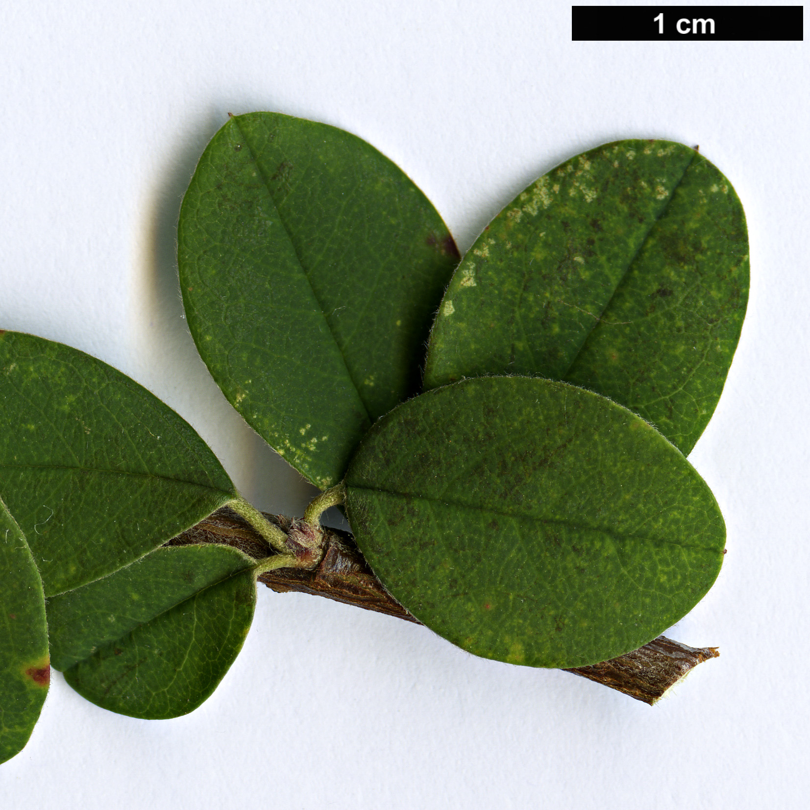 High resolution image: Family: Rosaceae - Genus: Cotoneaster - Taxon: hebephyllus