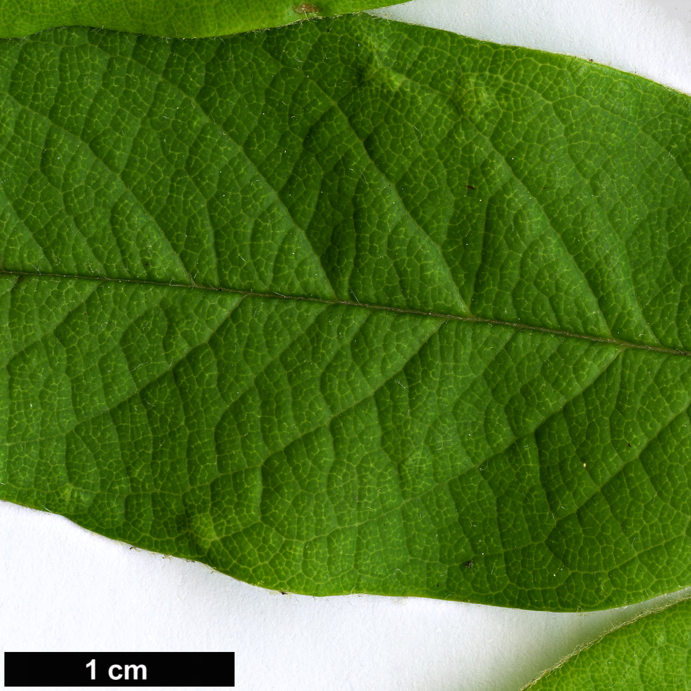 High resolution image: Family: Rosaceae - Genus: Cotoneaster - Taxon: henryanus
