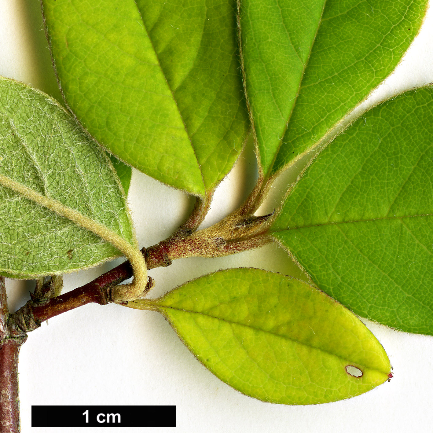 High resolution image: Family: Rosaceae - Genus: Cotoneaster - Taxon: henryanus