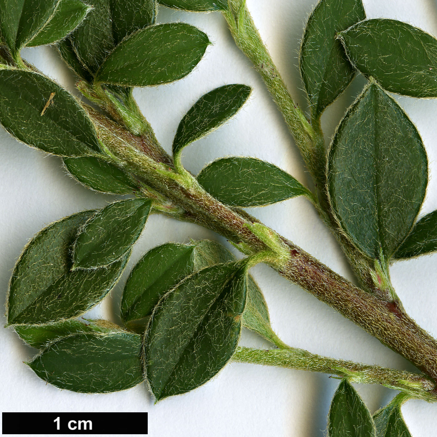 High resolution image: Family: Rosaceae - Genus: Cotoneaster - Taxon: hodjingensis