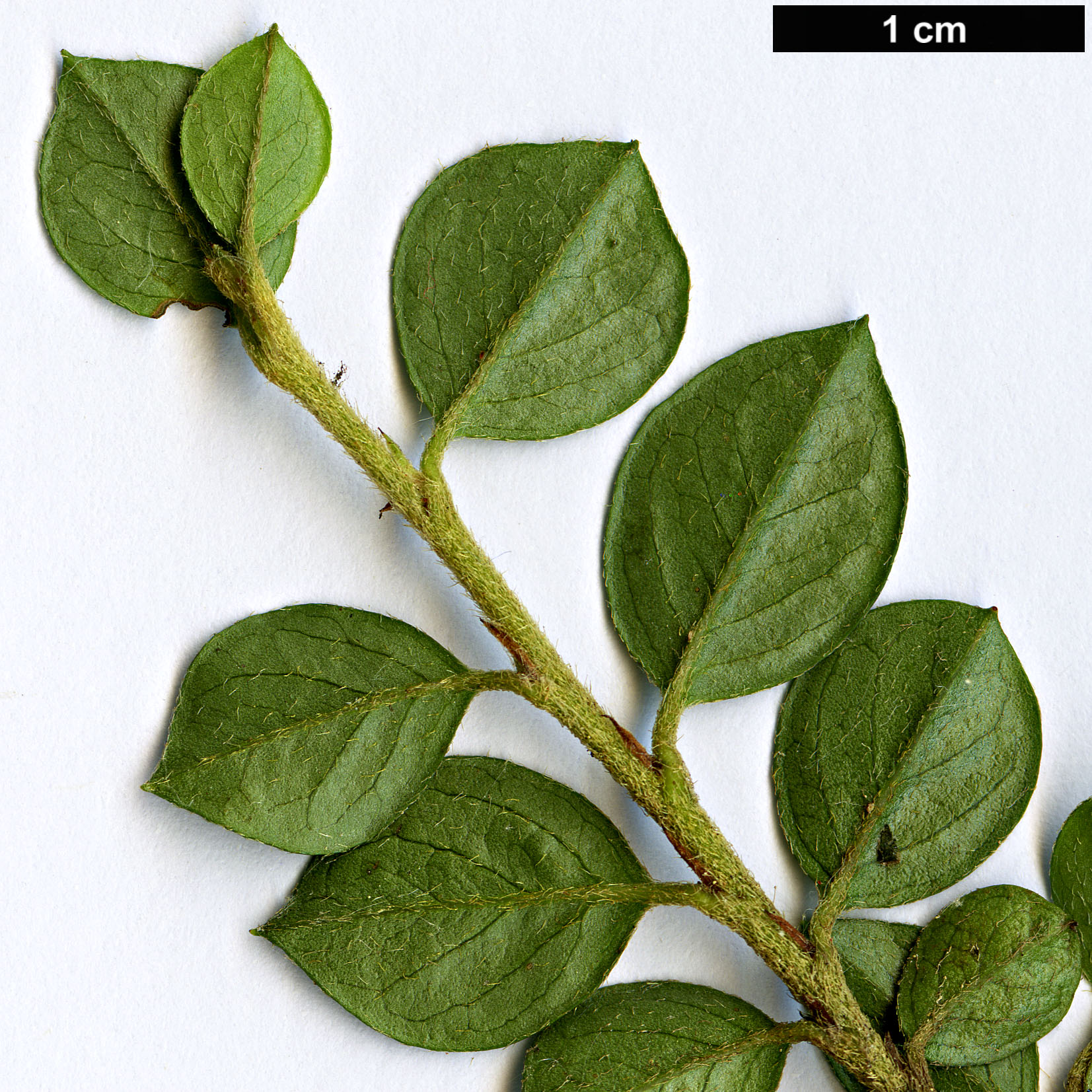 High resolution image: Family: Rosaceae - Genus: Cotoneaster - Taxon: horizontalis