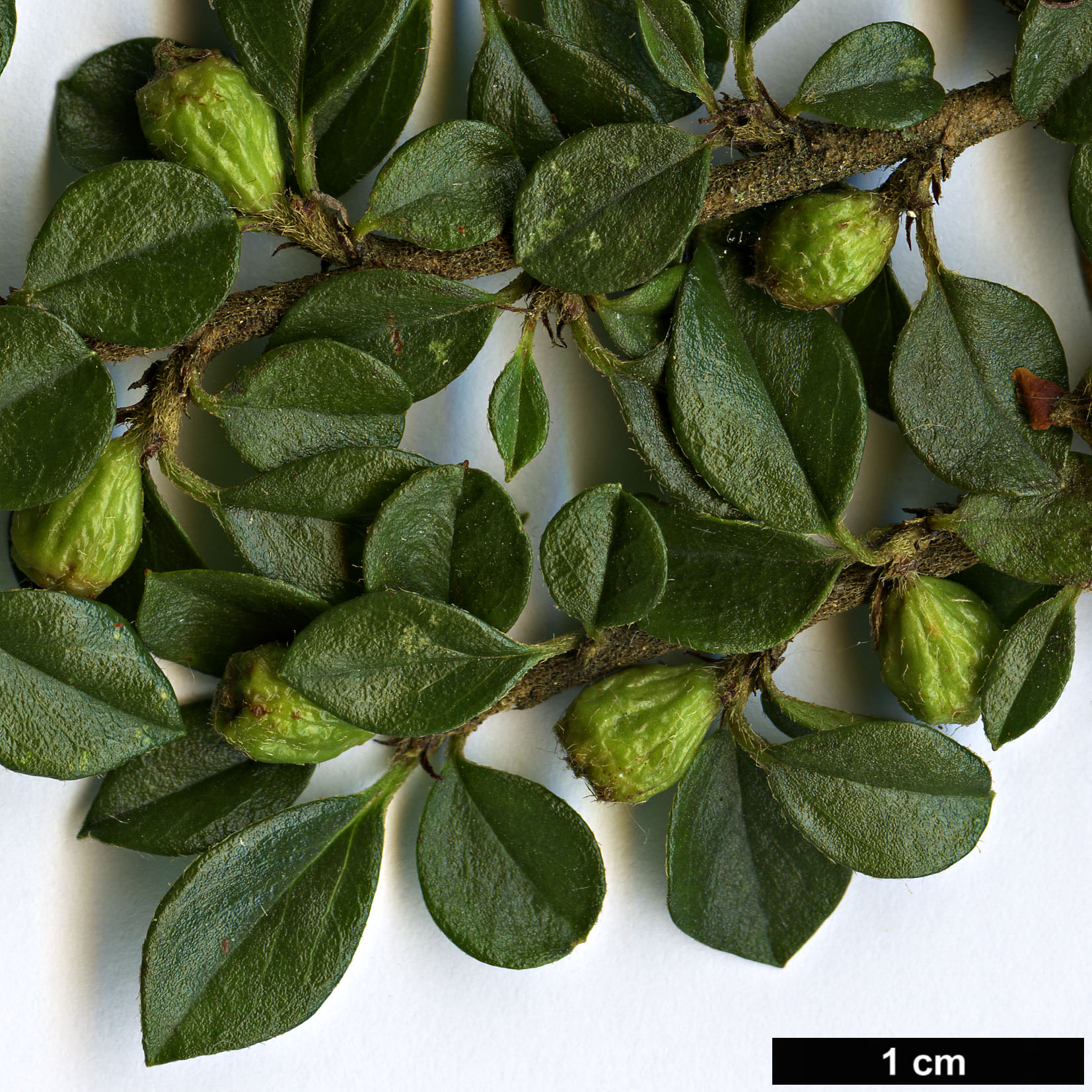 High resolution image: Family: Rosaceae - Genus: Cotoneaster - Taxon: horizontalis
