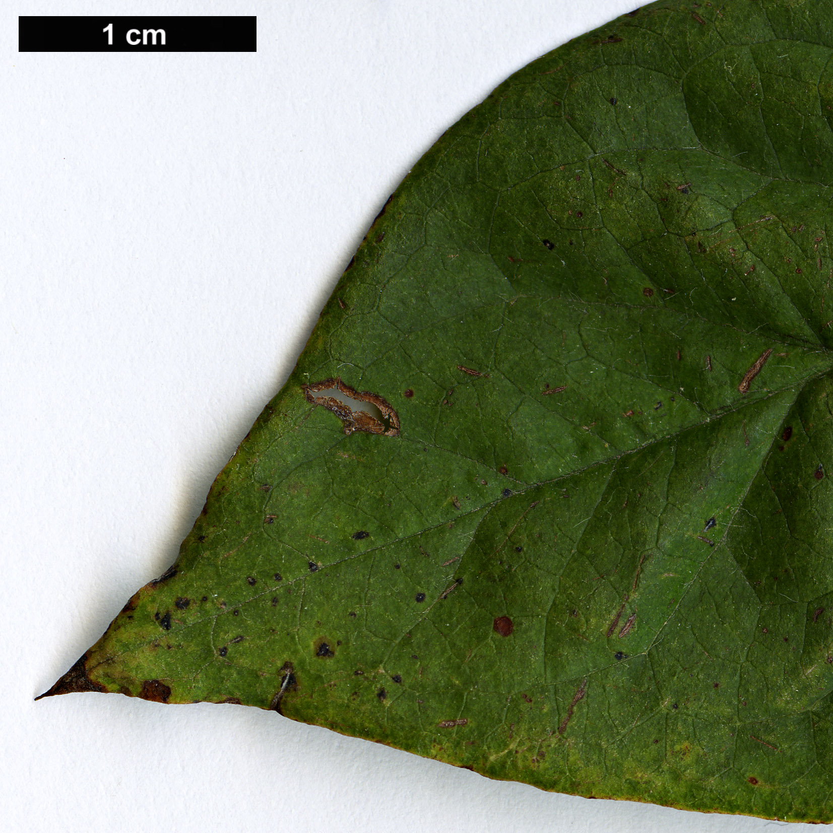 High resolution image: Family: Rosaceae - Genus: Cotoneaster - Taxon: hurusawaianus
