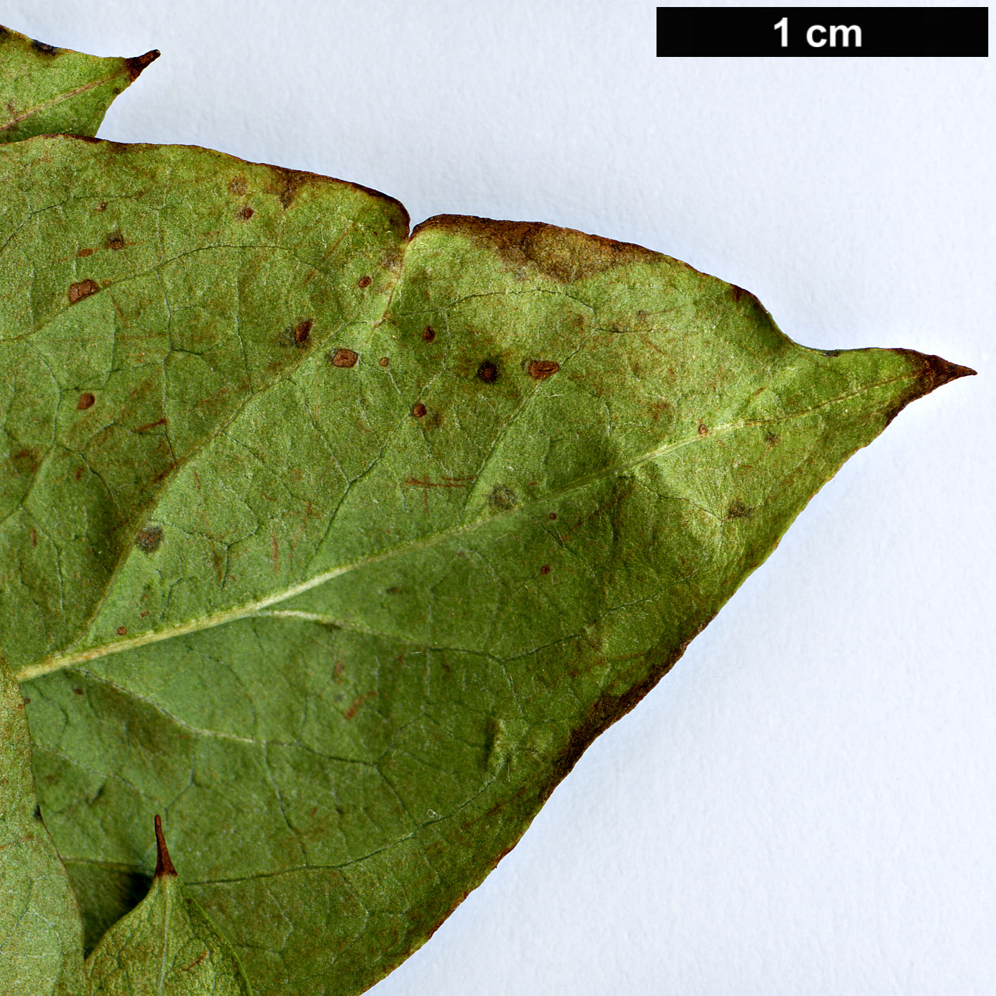 High resolution image: Family: Rosaceae - Genus: Cotoneaster - Taxon: hurusawaianus
