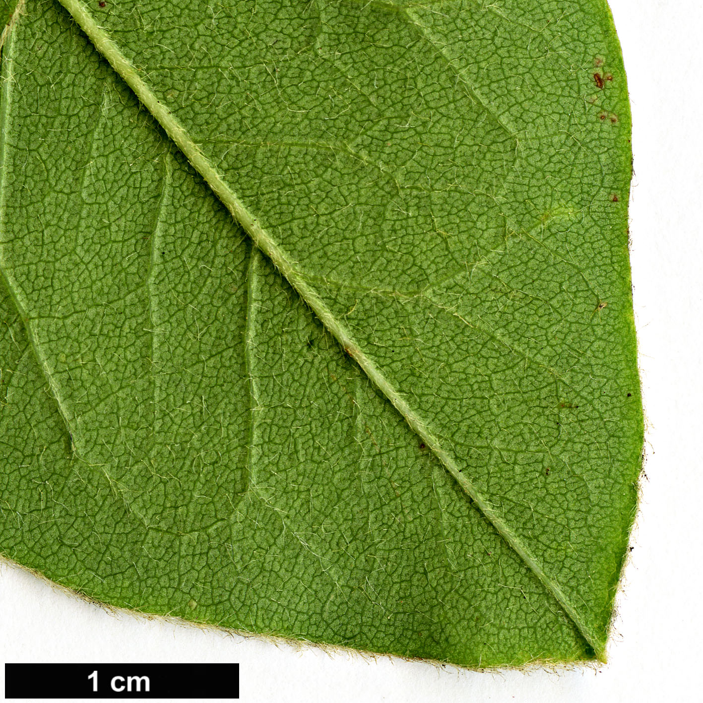 High resolution image: Family: Rosaceae - Genus: Cotoneaster - Taxon: ignotus