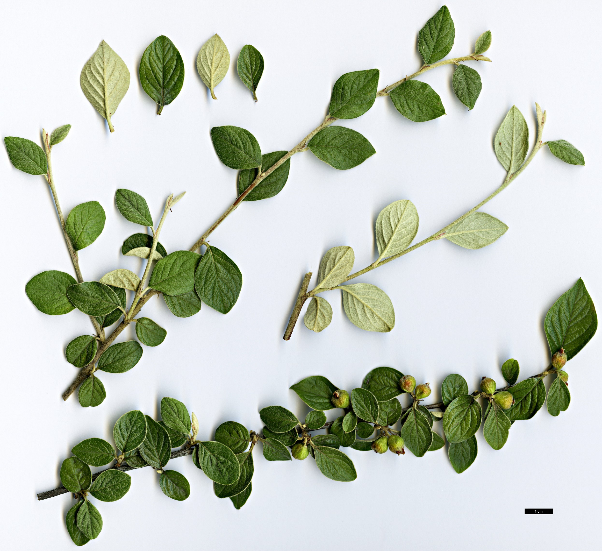 High resolution image: Family: Rosaceae - Genus: Cotoneaster - Taxon: induratus