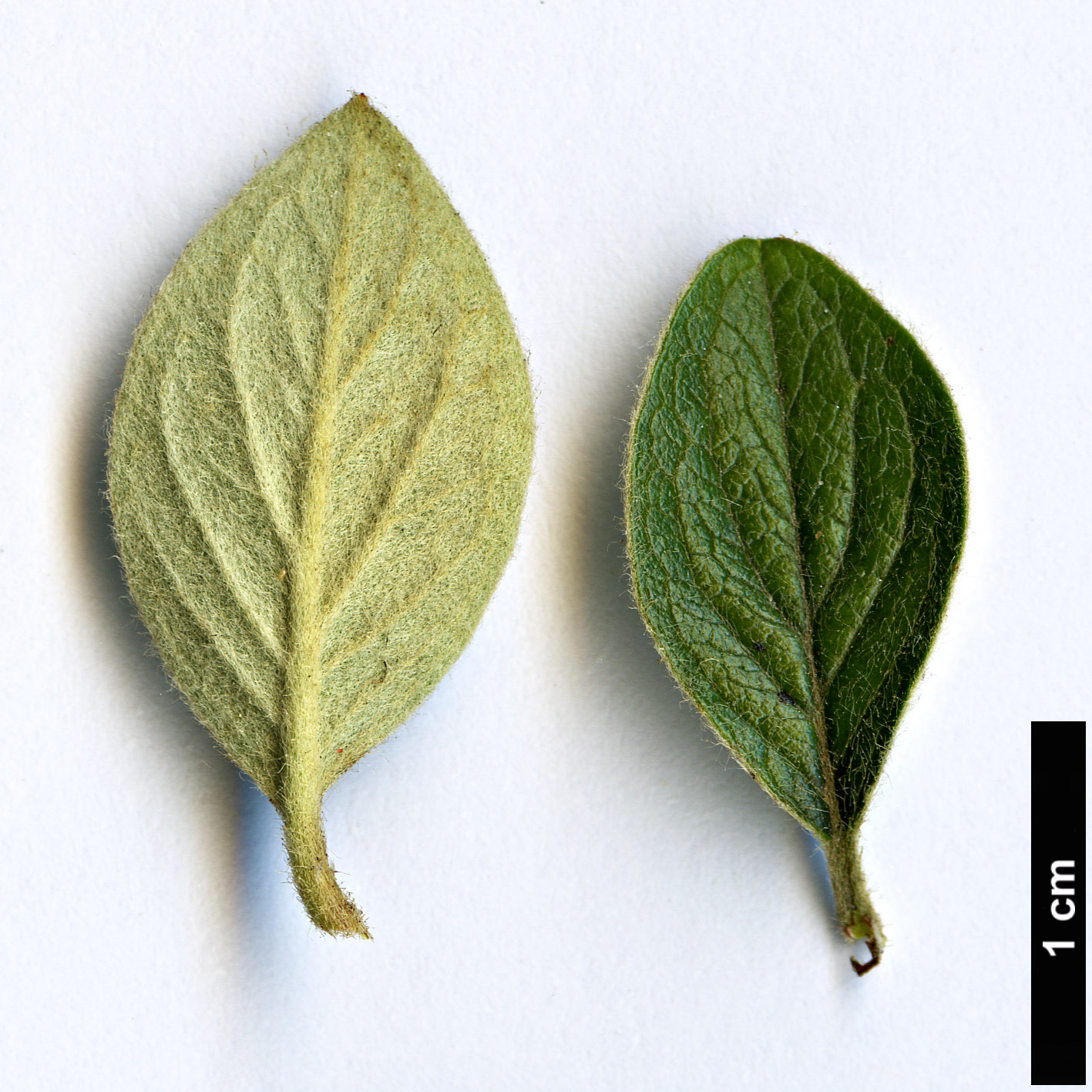 High resolution image: Family: Rosaceae - Genus: Cotoneaster - Taxon: induratus