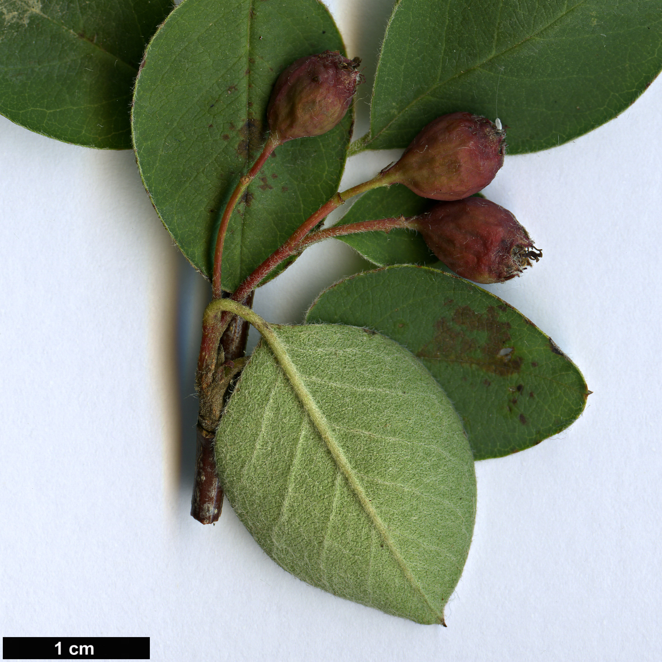 High resolution image: Family: Rosaceae - Genus: Cotoneaster - Taxon: inexpectatus