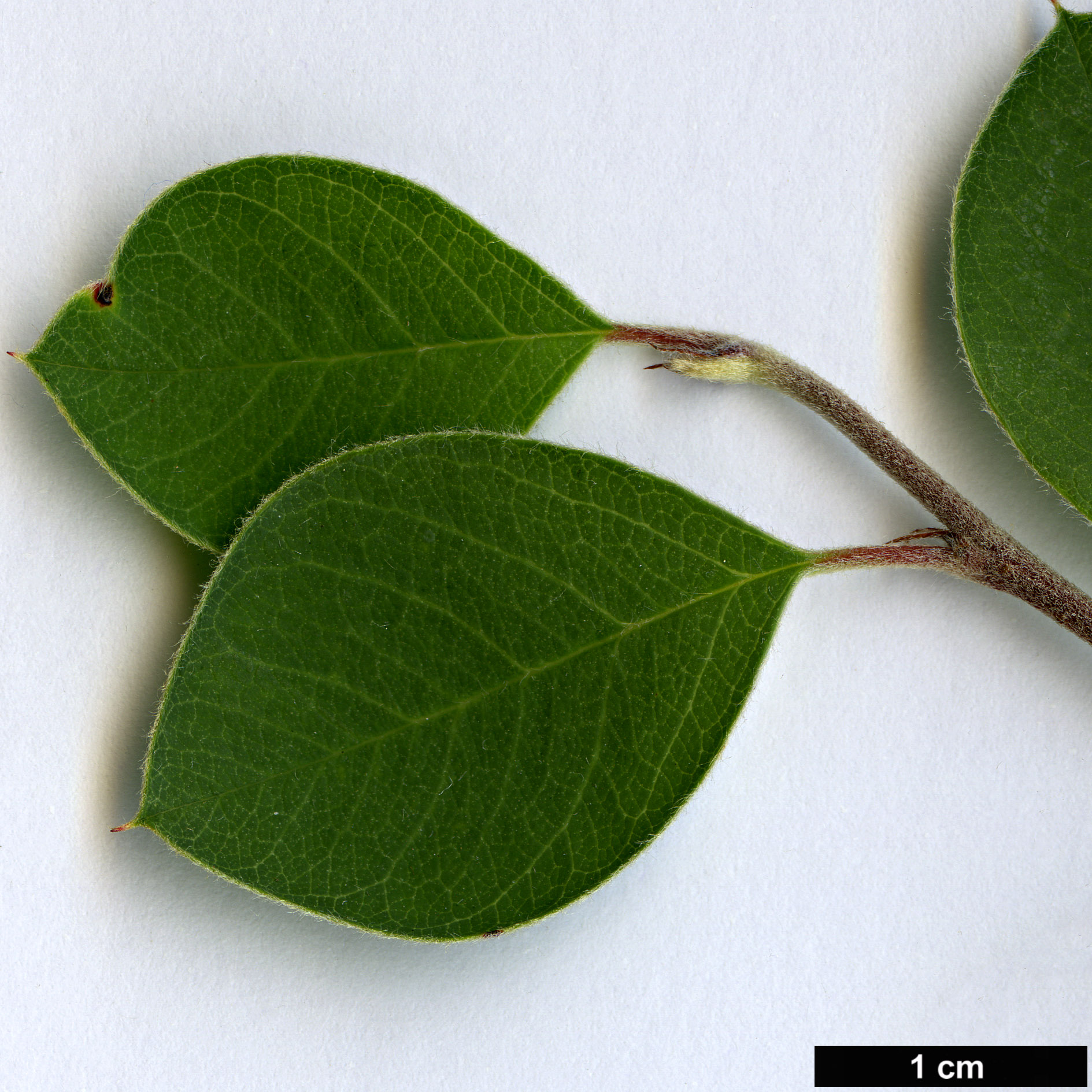 High resolution image: Family: Rosaceae - Genus: Cotoneaster - Taxon: inexpectatus
