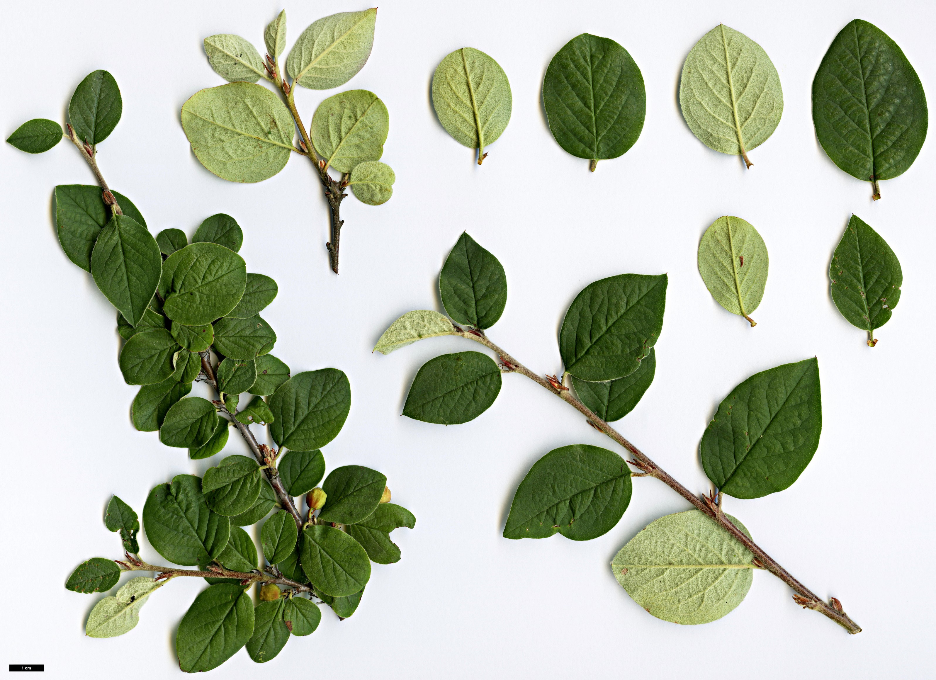 High resolution image: Family: Rosaceae - Genus: Cotoneaster - Taxon: integerrimus