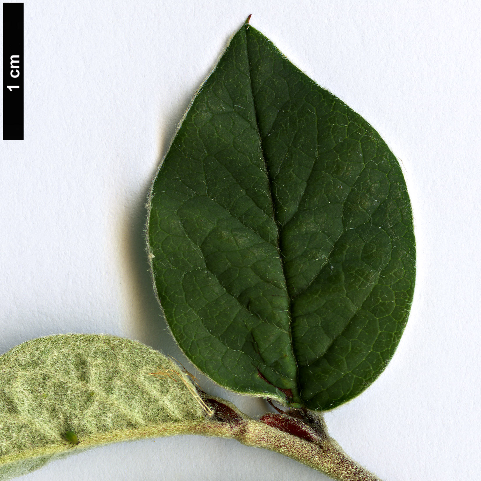 High resolution image: Family: Rosaceae - Genus: Cotoneaster - Taxon: integerrimus