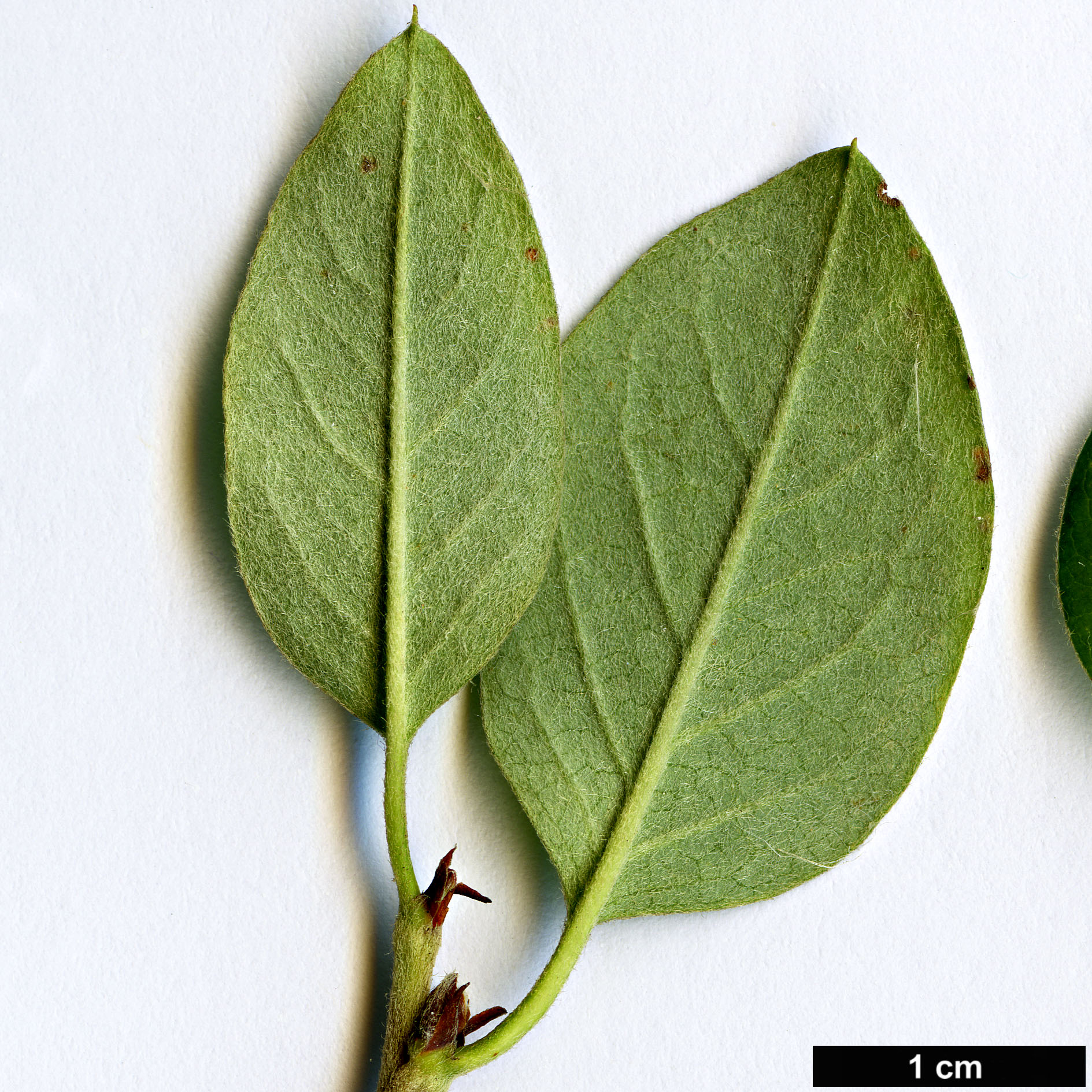 High resolution image: Family: Rosaceae - Genus: Cotoneaster - Taxon: juranus