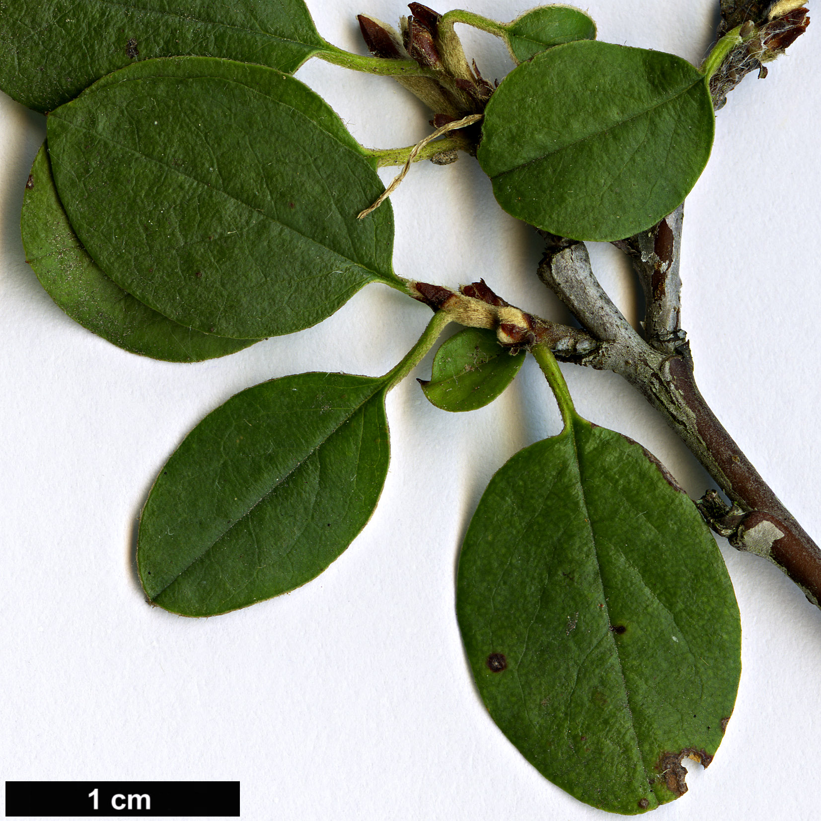 High resolution image: Family: Rosaceae - Genus: Cotoneaster - Taxon: juranus