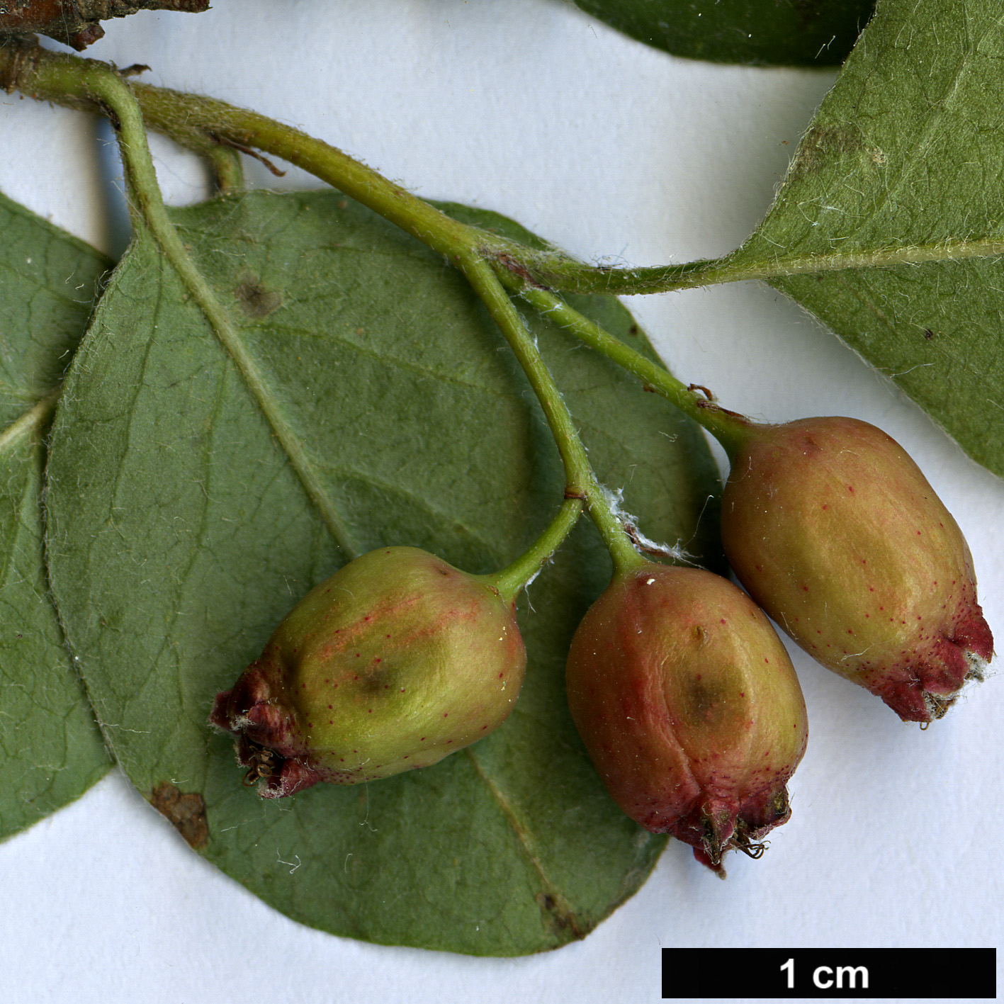 High resolution image: Family: Rosaceae - Genus: Cotoneaster - Taxon: kaschkarovii