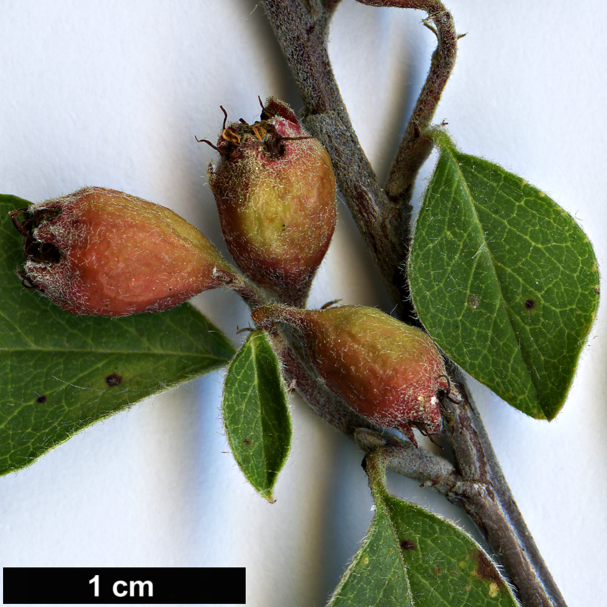 High resolution image: Family: Rosaceae - Genus: Cotoneaster - Taxon: krasnovii