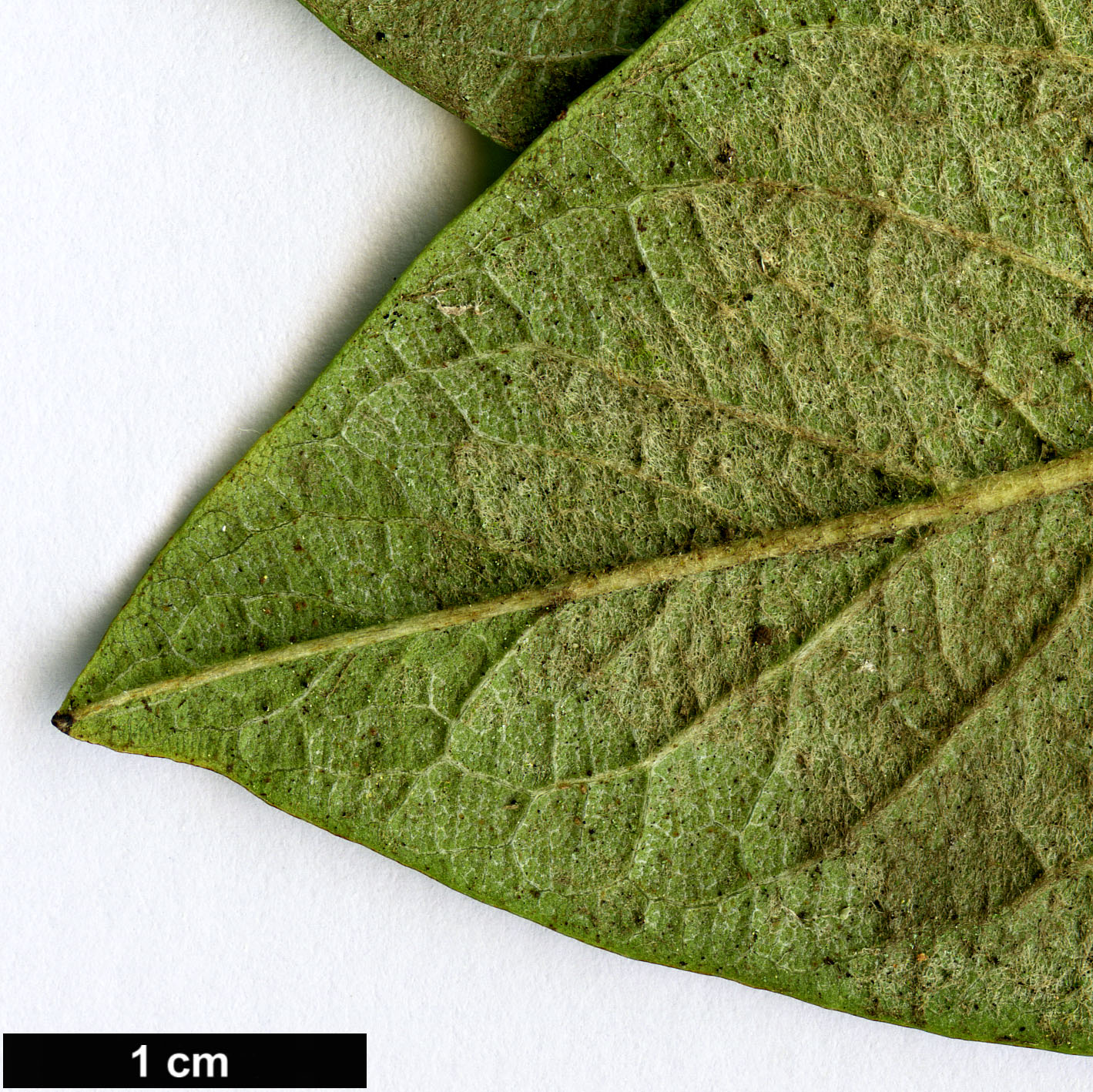 High resolution image: Family: Rosaceae - Genus: Cotoneaster - Taxon: lacteus