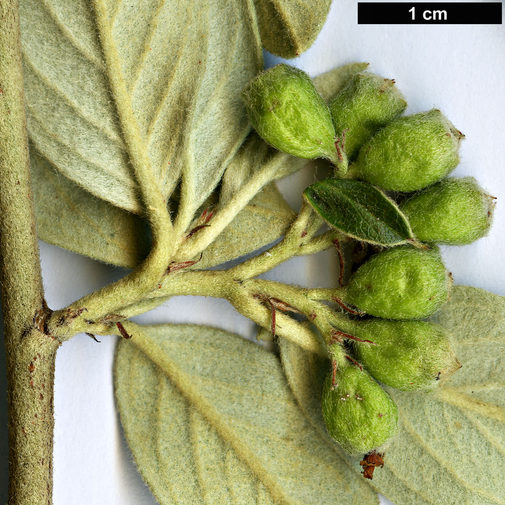 High resolution image: Family: Rosaceae - Genus: Cotoneaster - Taxon: leisliei